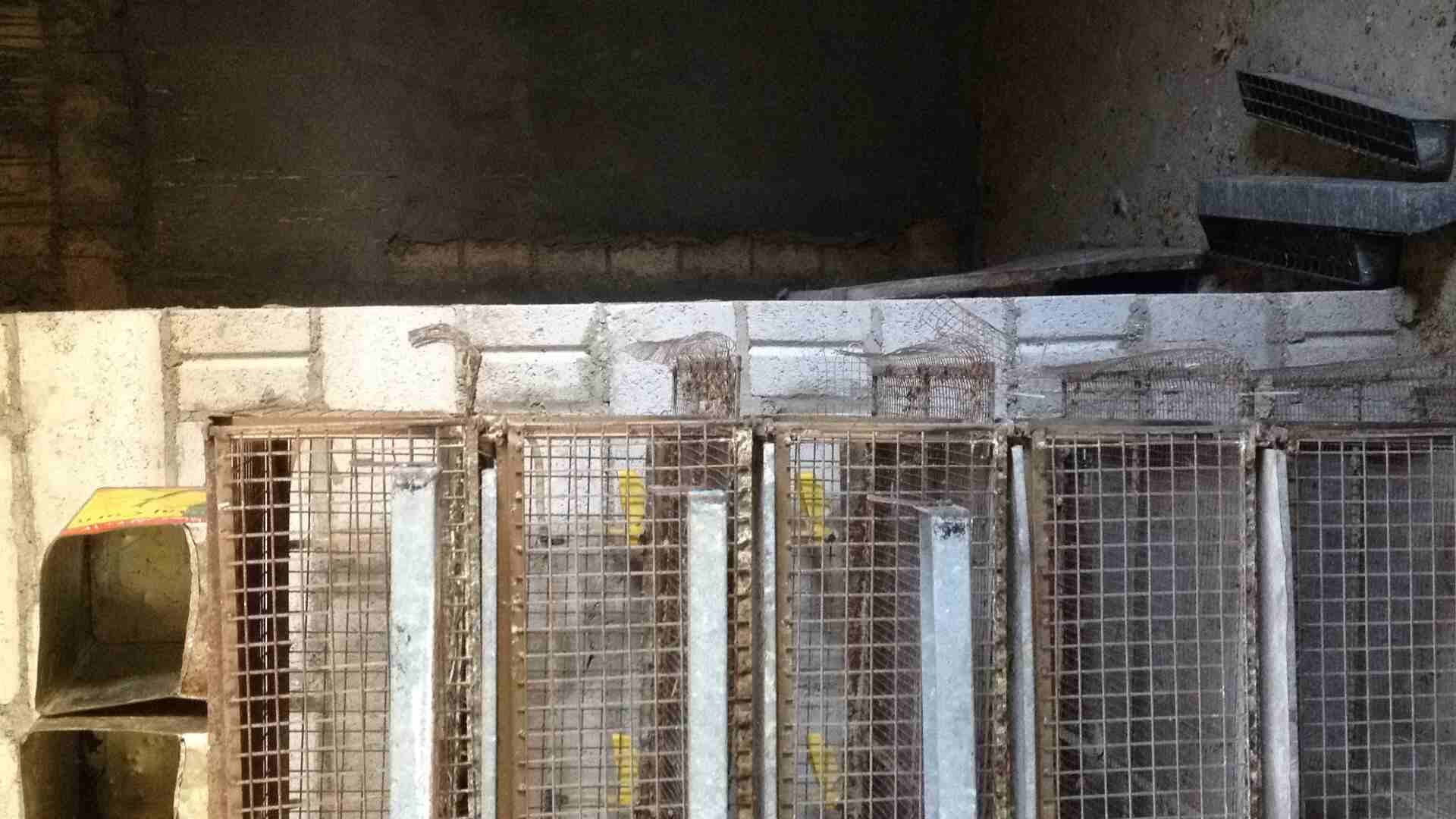 قفص للبيع او البدل
لا تنسَ أنك شاهدت هذا الإعلان في عنكبوت
قفص ارتفاع (180) سم عرض متر عمق (65)سم...