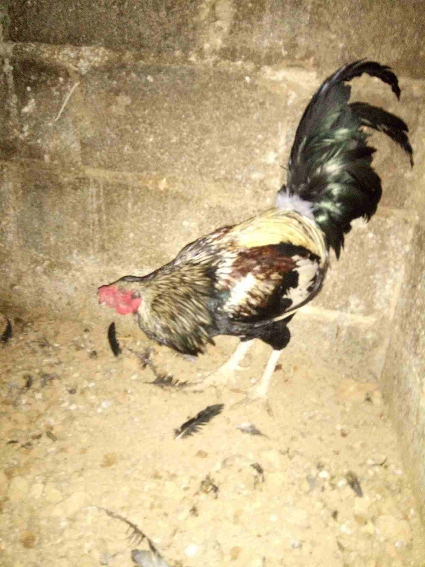 ديك باكستاني
لا تنسَ أنك شاهدت هذا الإعلان في عنكبوت
ديك باكستاني0799492634
رقم المعلن :...