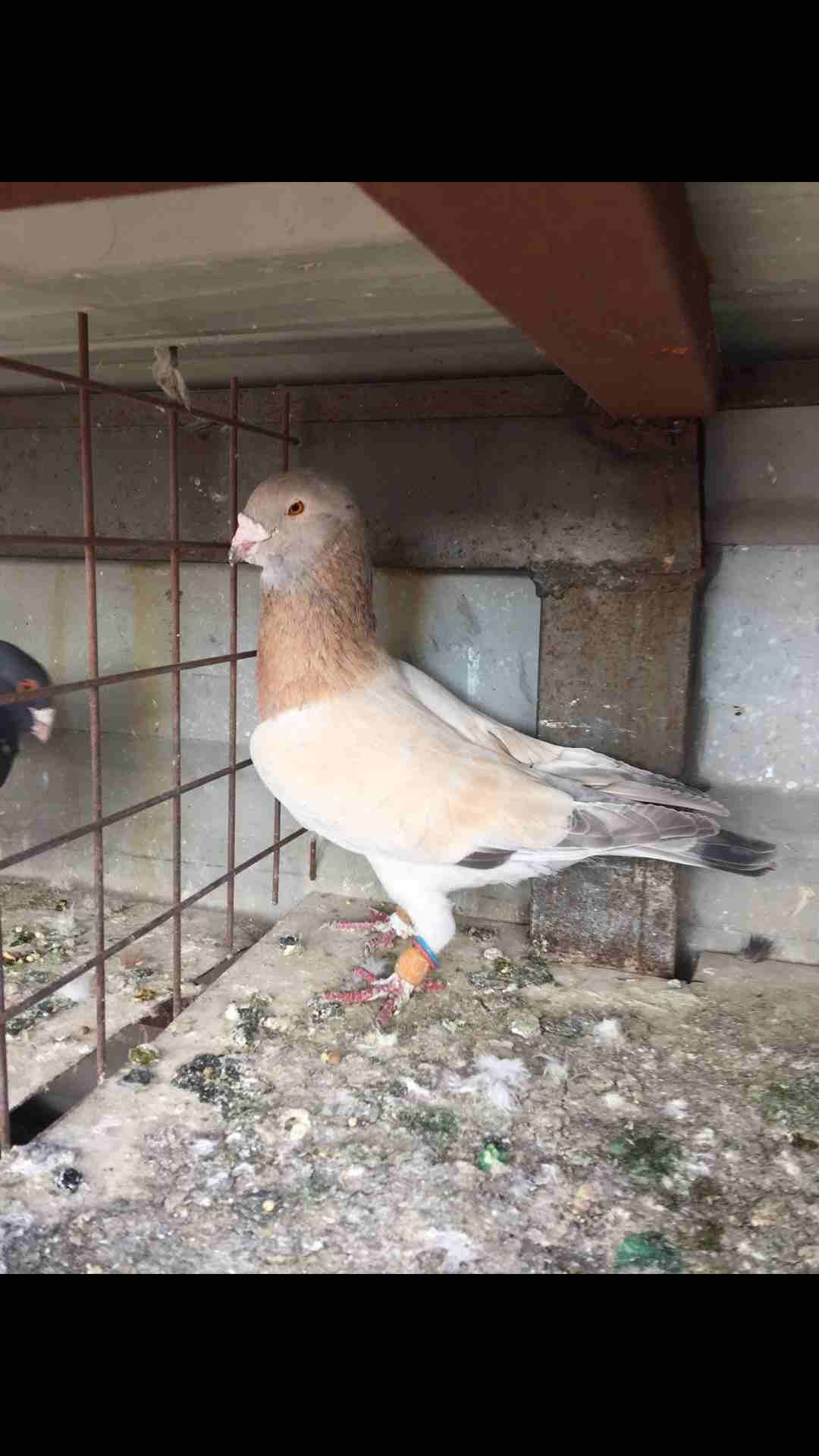 9 طيور كش بسعر مغري
لا تنسَ أنك شاهدت هذا الإعلان في عنكبوت
الطيور كش كلهم فحول
عدد 9 للبيع كلهم...