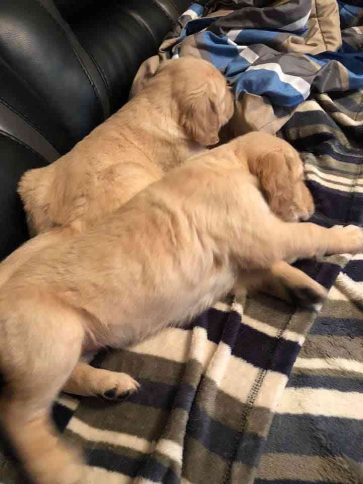 قولدين ريتريفر / golden retriever
لا تنسَ أنك شاهدت هذا الإعلان في عنكبوت
جراوه جولدين ريتريف...