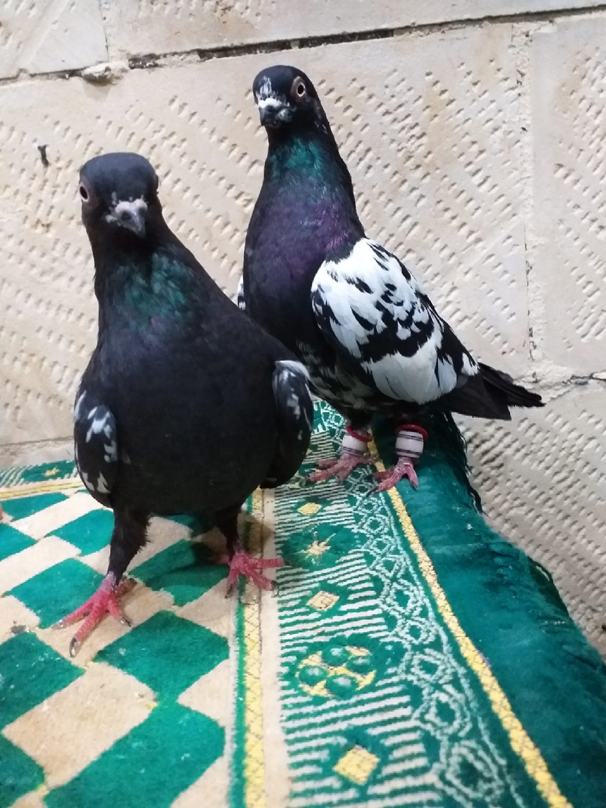 حمامات نخب النخب للبيع ان شاء الله تعالى
لا تنسَ أنك شاهدت هذا الإعلان في عنكبوت
للبيع جواز ن...
