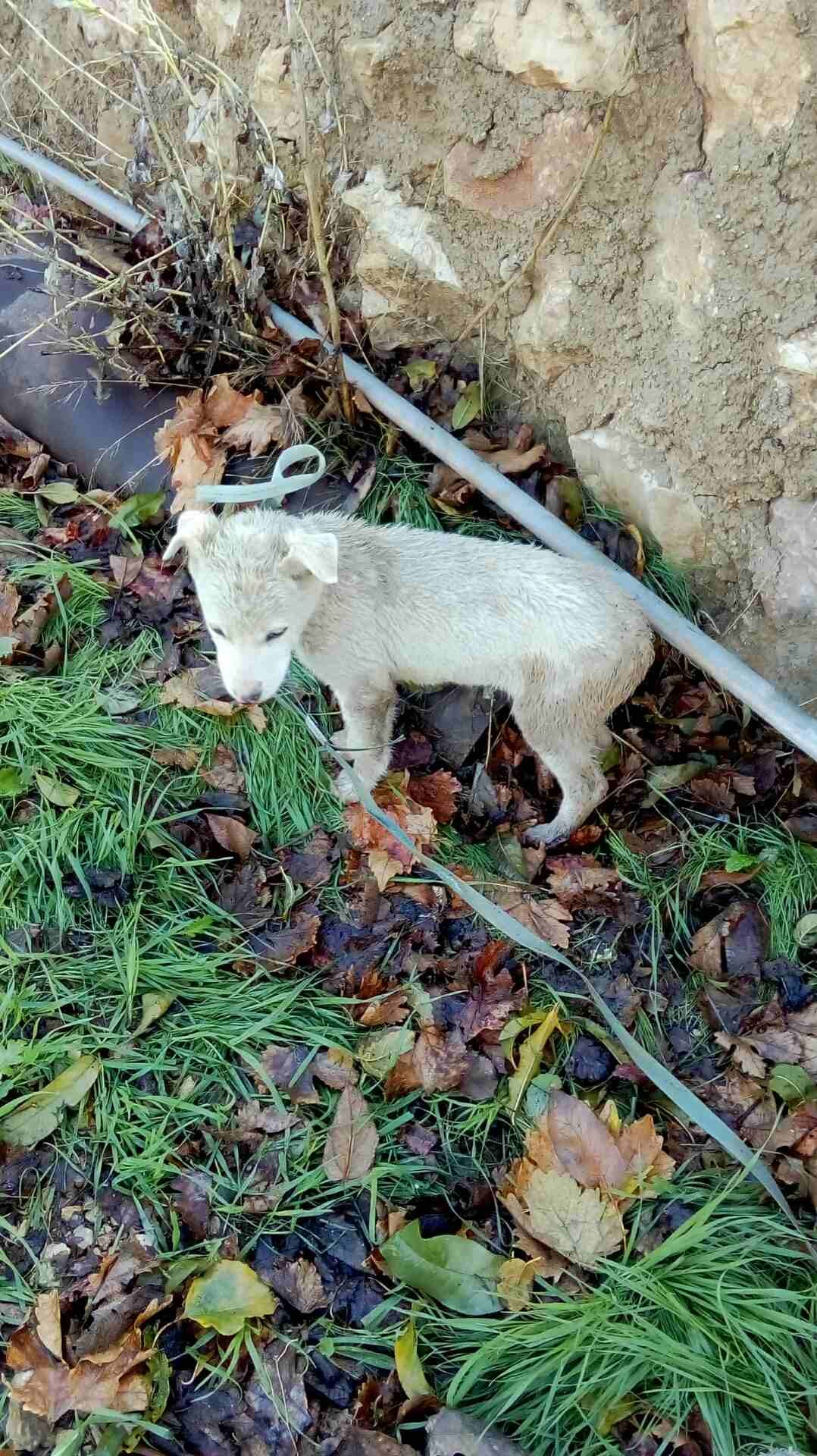جرو بلدي عمر 6 شهور
لا تنسَ أنك شاهدت هذا الإعلان في عنكبوت
جرو بلدي عمر 6 شهور...