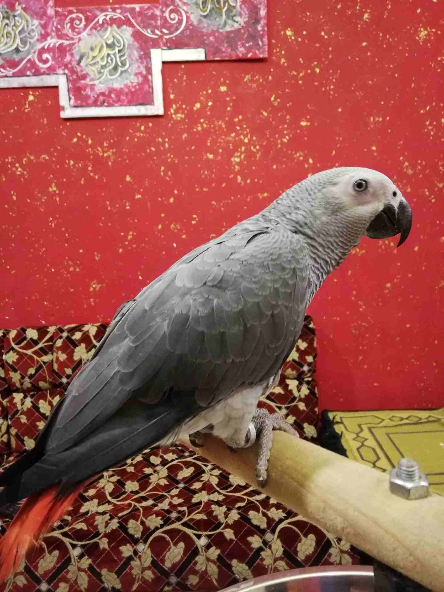 فرخ كاسكو اليف للبيع
لا تنسَ أنك شاهدت هذا الإعلان في عنكبوت
فرخ كاسكو أليف جدا للبيع... مزرعه......