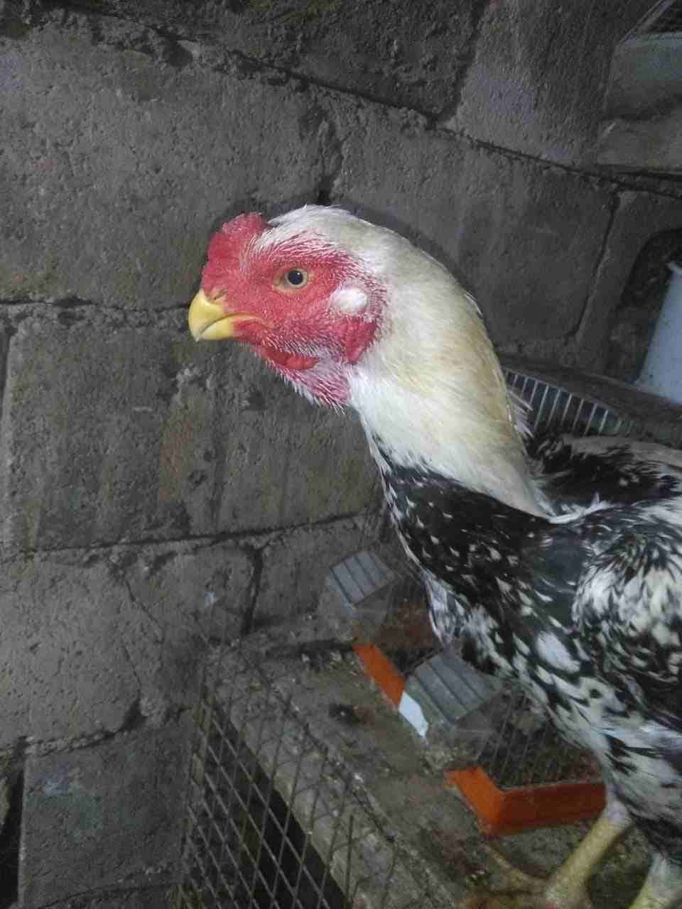 حجازي جوز فراخ اول خيرهم
لا تنسَ أنك شاهدت هذا الإعلان في عنكبوت
جوز حجازي فراخ اول خيرهم عمرهم 1...