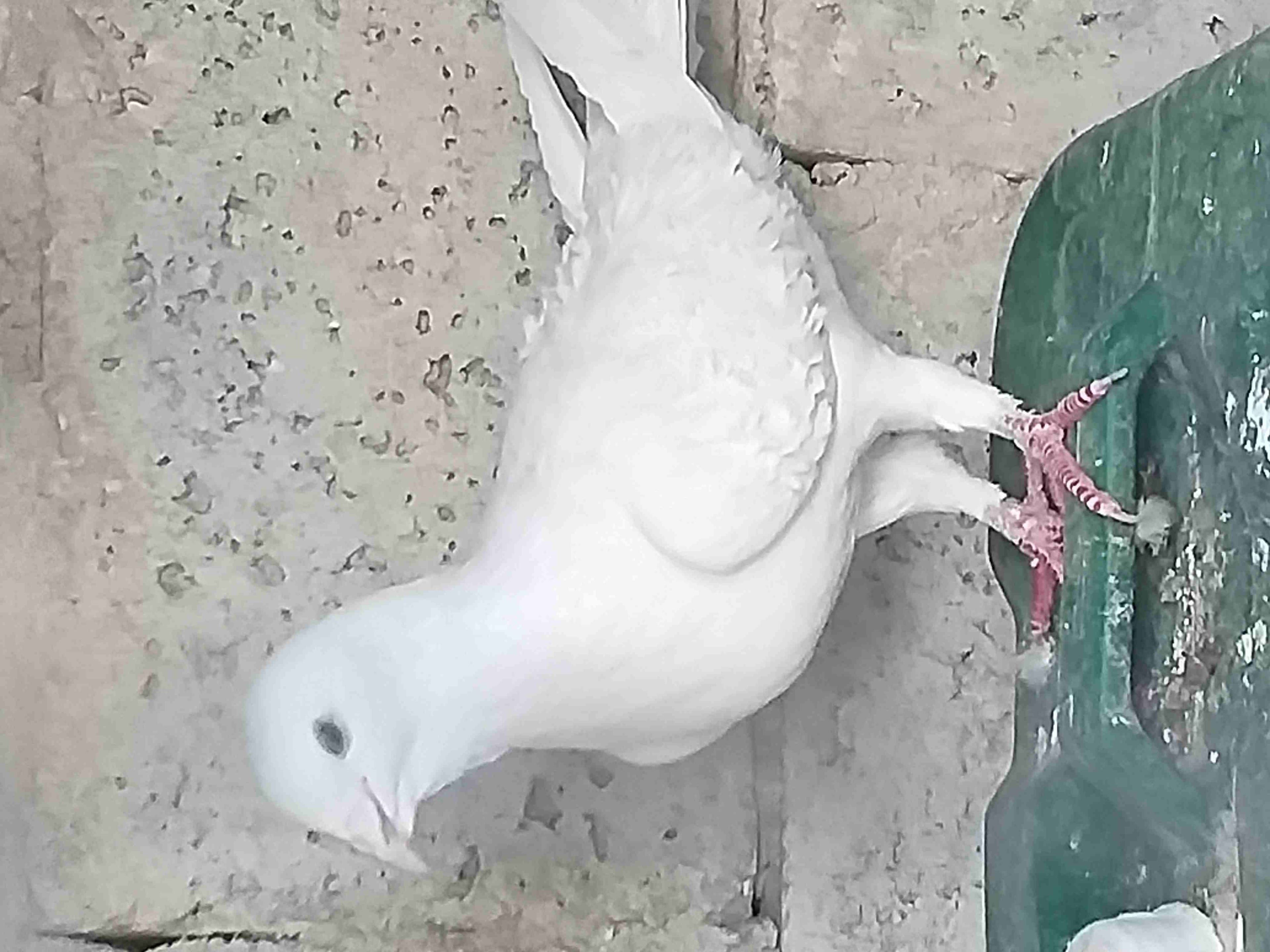 جوز برش ابيض جوز برش ازرق البيع في الرصيفة
لا تنسَ أنك شاهدت هذا الإعلان في عنكبوت
جوز برش ابيض ج...