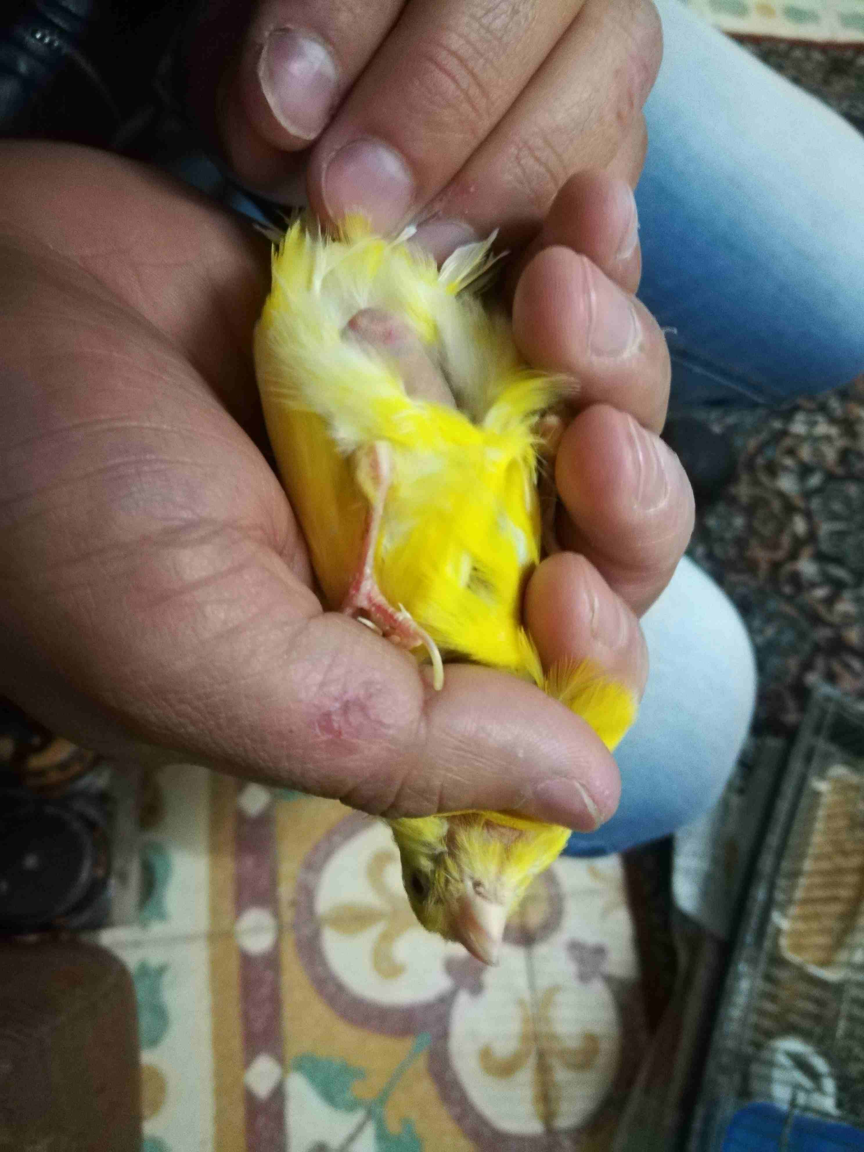 طيره كنار معبيه فل
لا تنسَ أنك شاهدت هذا الإعلان في عنكبوت
طيره كنار طولها شبر معبيه فل...