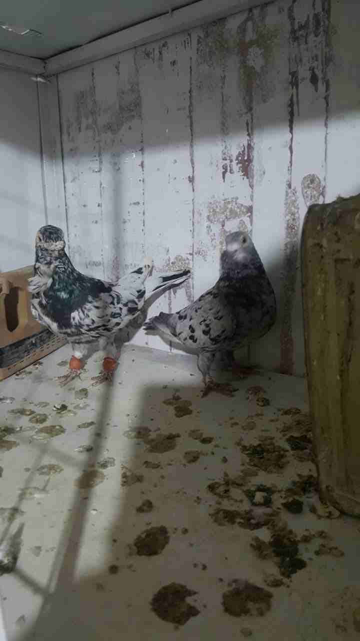 حمام للبيع
لا تنسَ أنك شاهدت هذا الإعلان في عنكبوت
اجواز كله شغال...