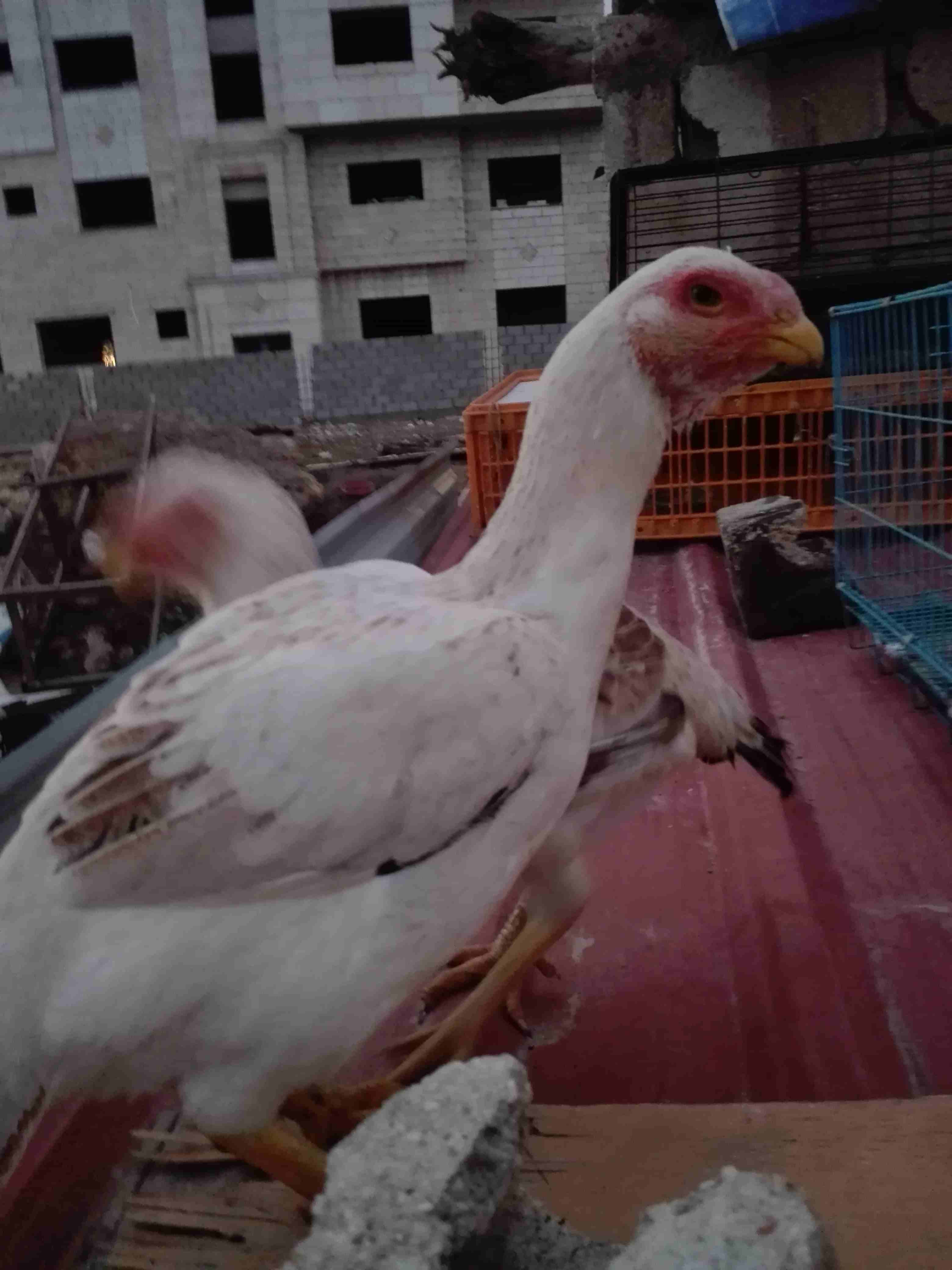طقم حجازي
لا تنسَ أنك شاهدت هذا الإعلان في عنكبوت
طقم اول خيرهم عمرهم 11شهر نخب...