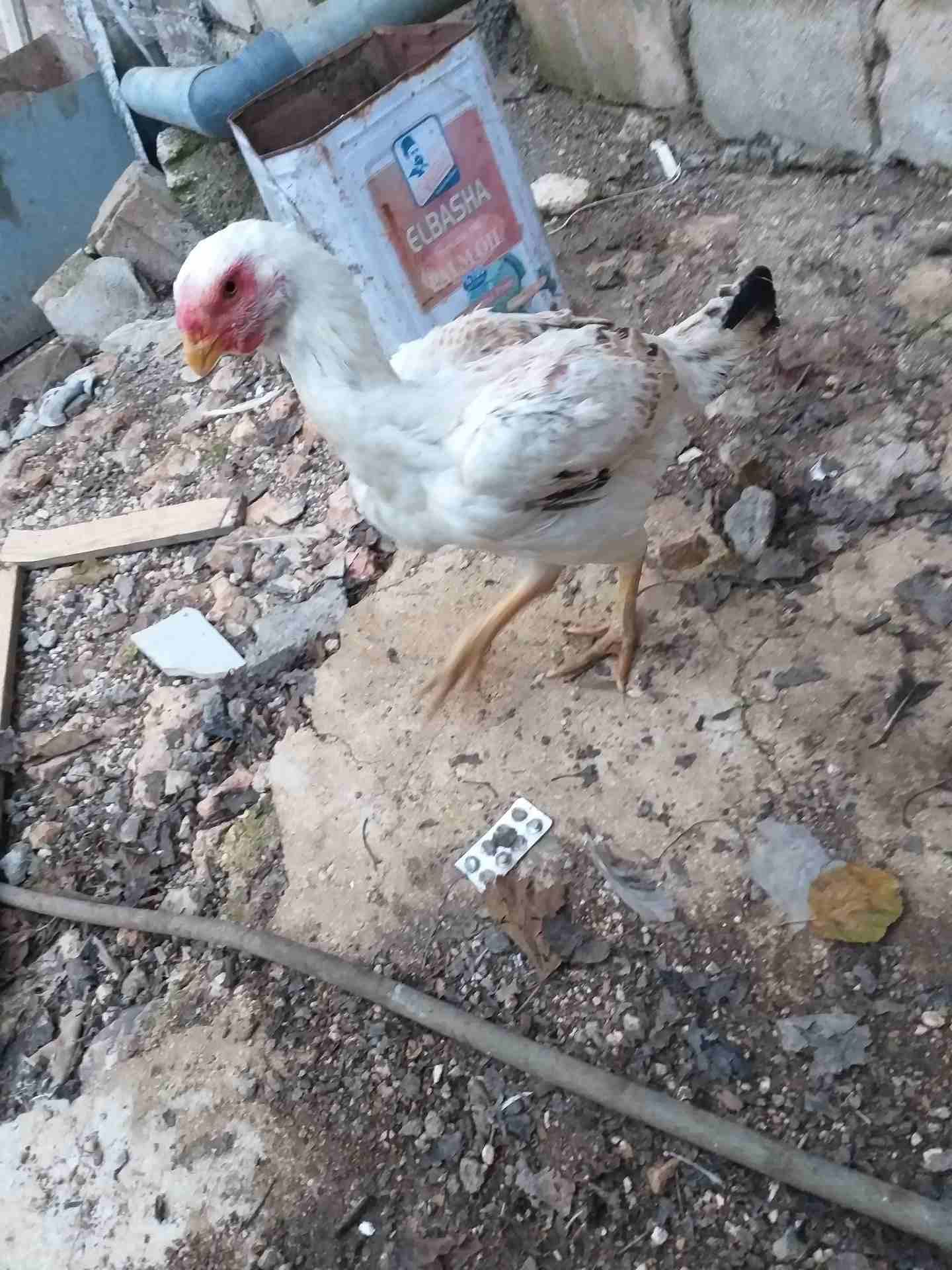 دجاجه فارسي للبيع
لا تنسَ أنك شاهدت هذا الإعلان في عنكبوت
دجاجه فارسي للبيع...