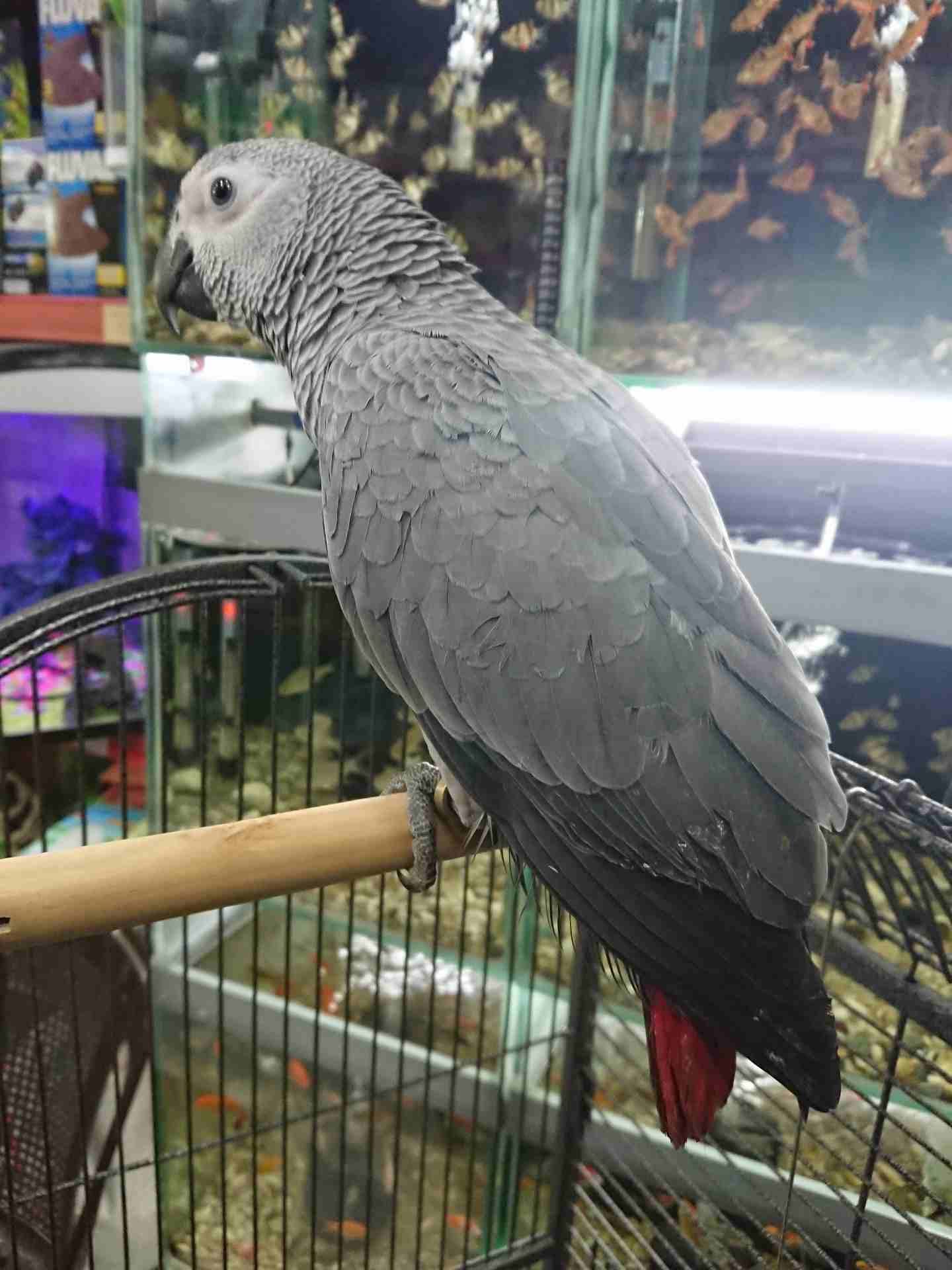 فرخ كاسكو مزارع للمربين الكاسكو فرخ الحلم عين سودة حجل دهبي رأس الطير.
لا تنسَ أنك شاهدت هذا الإعلان في عنكبوت...
