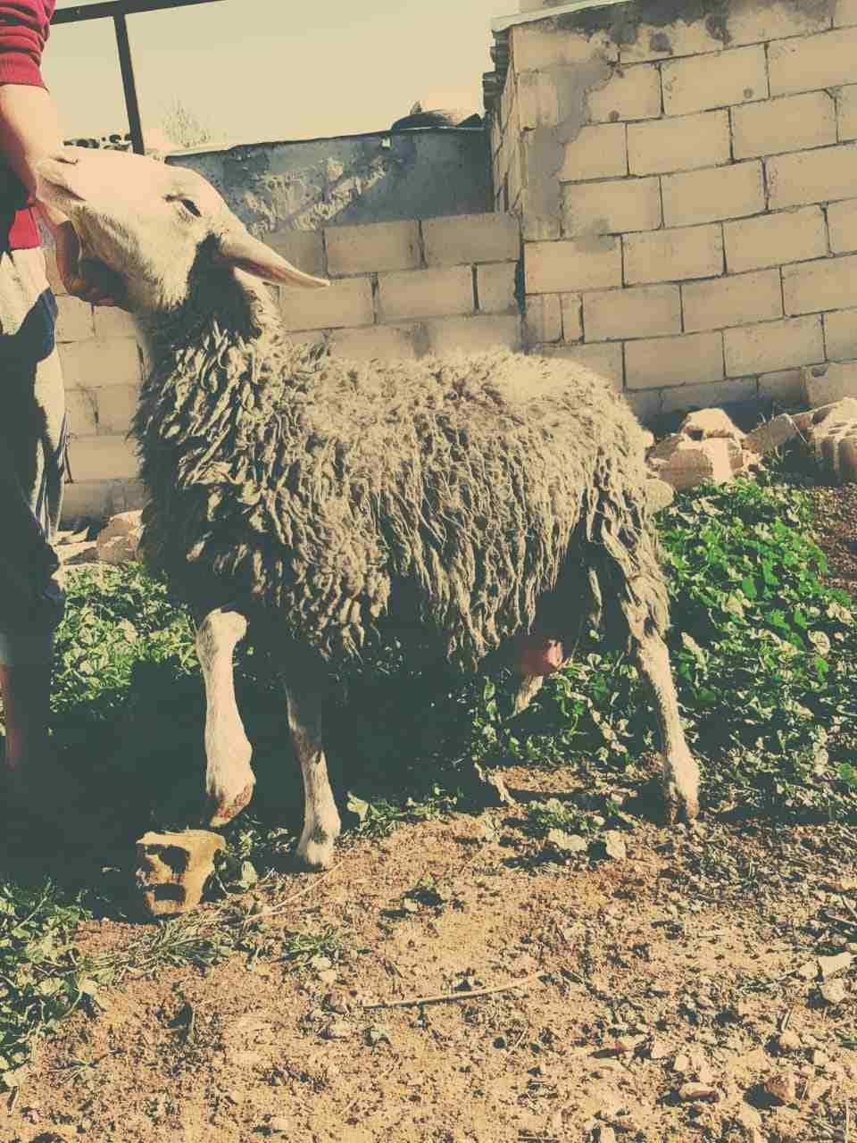 نعاج عساف اصلي للبيع او للبدل عل باص)(انا مجرد ناشر لا اتابع تعليقات)
لا تنسَ أنك شاهدت هذا الإعلان في عنكبوت...