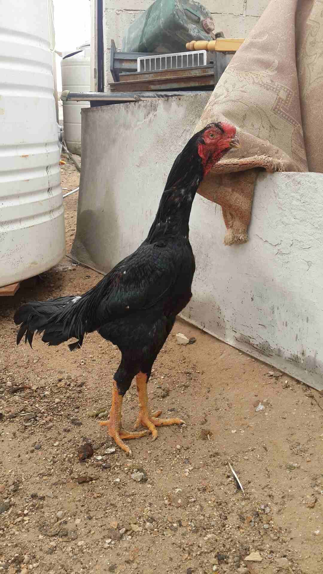 ديك دجاج باكستاني ءلماني الون ءسود صحه ونظافه البيع السعر من الاخر 20 غير قابل ل
لا تنسَ أنك شاهدت هذا الإعلان في عنكبوت...