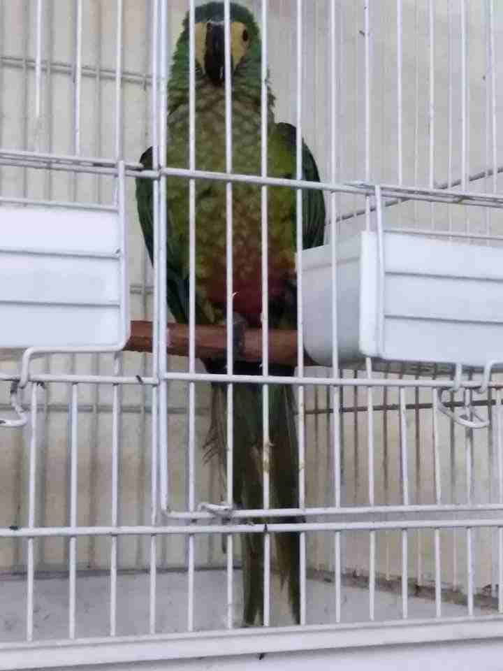 Red _Bellied مكاو
لا تنسَ أنك شاهدت هذا الإعلان في عنكبوت
Red _Bellied مكاو...