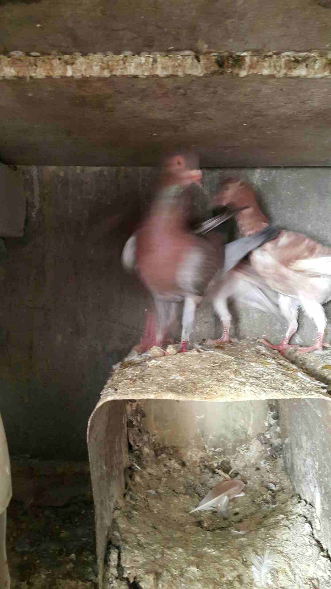 جوز دبسي على منمرة معهم فراخ بسعر حرق
لا تنسَ أنك شاهدت هذا الإعلان في عنكبوت
السلام عليكم
دبسي ب...