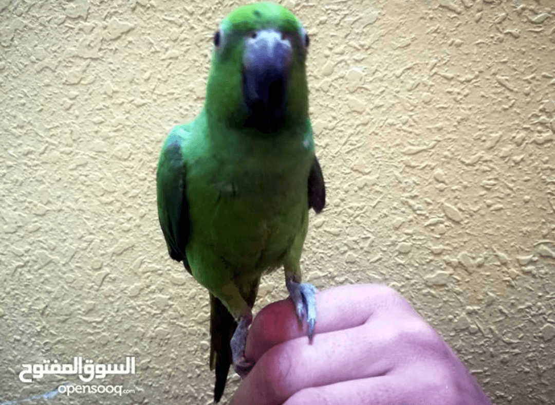 للبدل للبيع
لا تنسَ أنك شاهدت هذا الإعلان في عنكبوت
جوز كوكتيل تحتو اربع بيضات
دره عمر 7اشهر اليف...