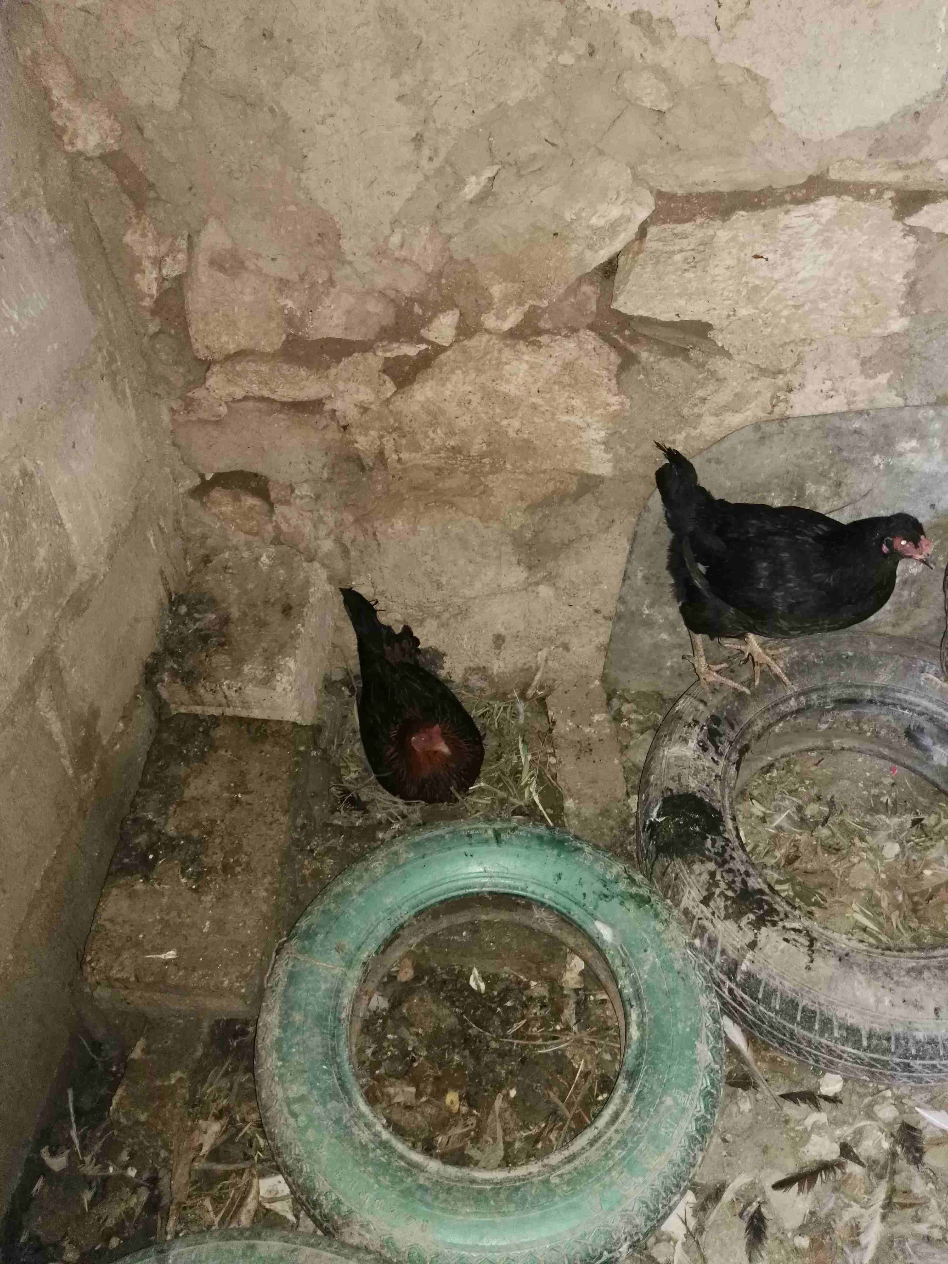 دجاج بلدي عدد 11 وديك ملحق مقزم
لا تنسَ أنك شاهدت هذا الإعلان في عنكبوت
دجاج بلدي نخب بلصلاه ع ال...