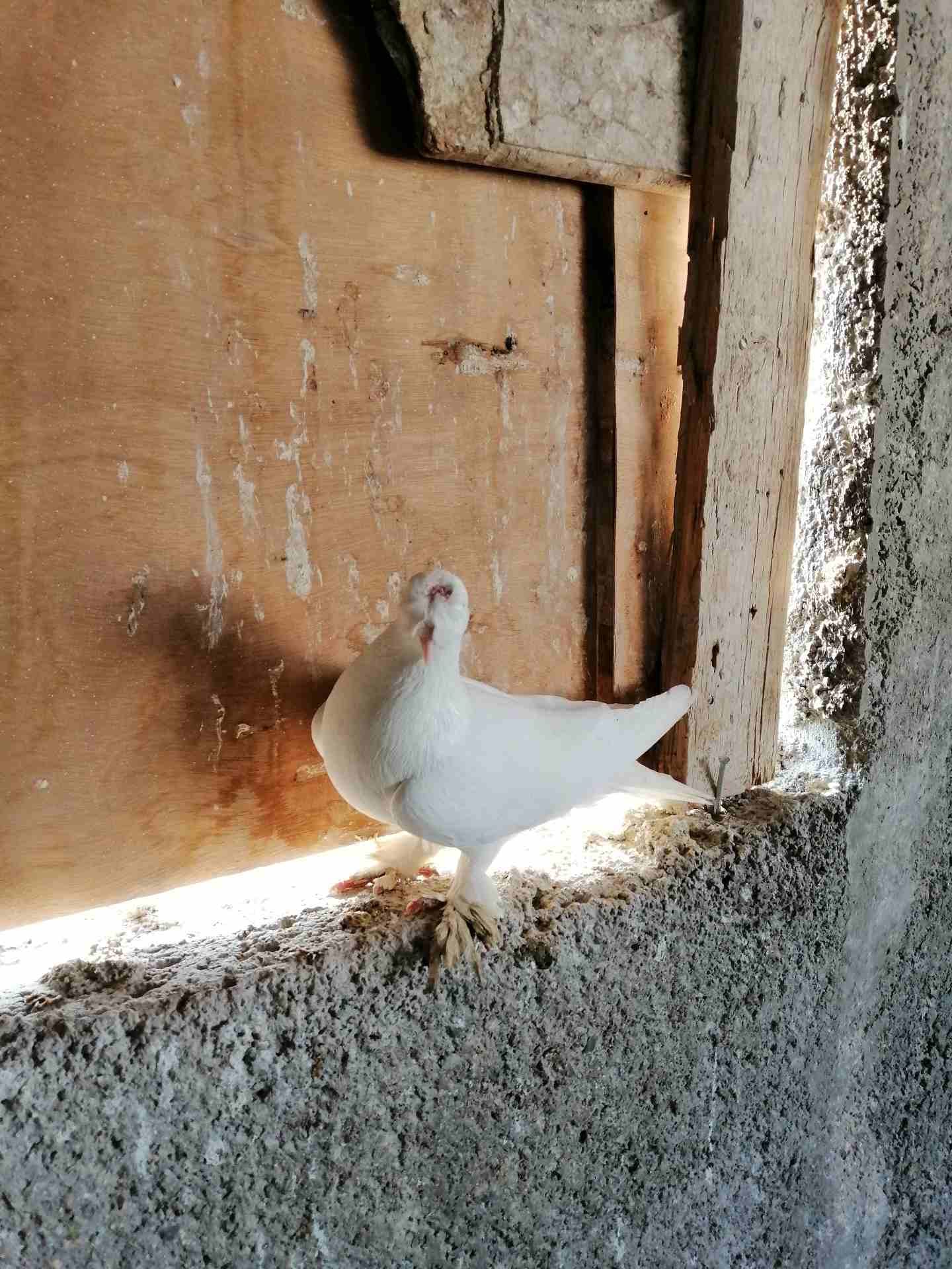 فحل مخلف ومخلص طير حمام نخب النخب موجود في الزرقاء
لا تنسَ أنك شاهدت هذا الإعلان في عنكبوت
مكاوي...