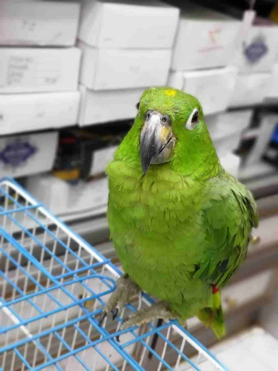 ببغاء أمزوني مميز
لا تنسَ أنك شاهدت هذا الإعلان في عنكبوت
ببغاء امزوني عمره 8 أشهر مع القفص
البي...