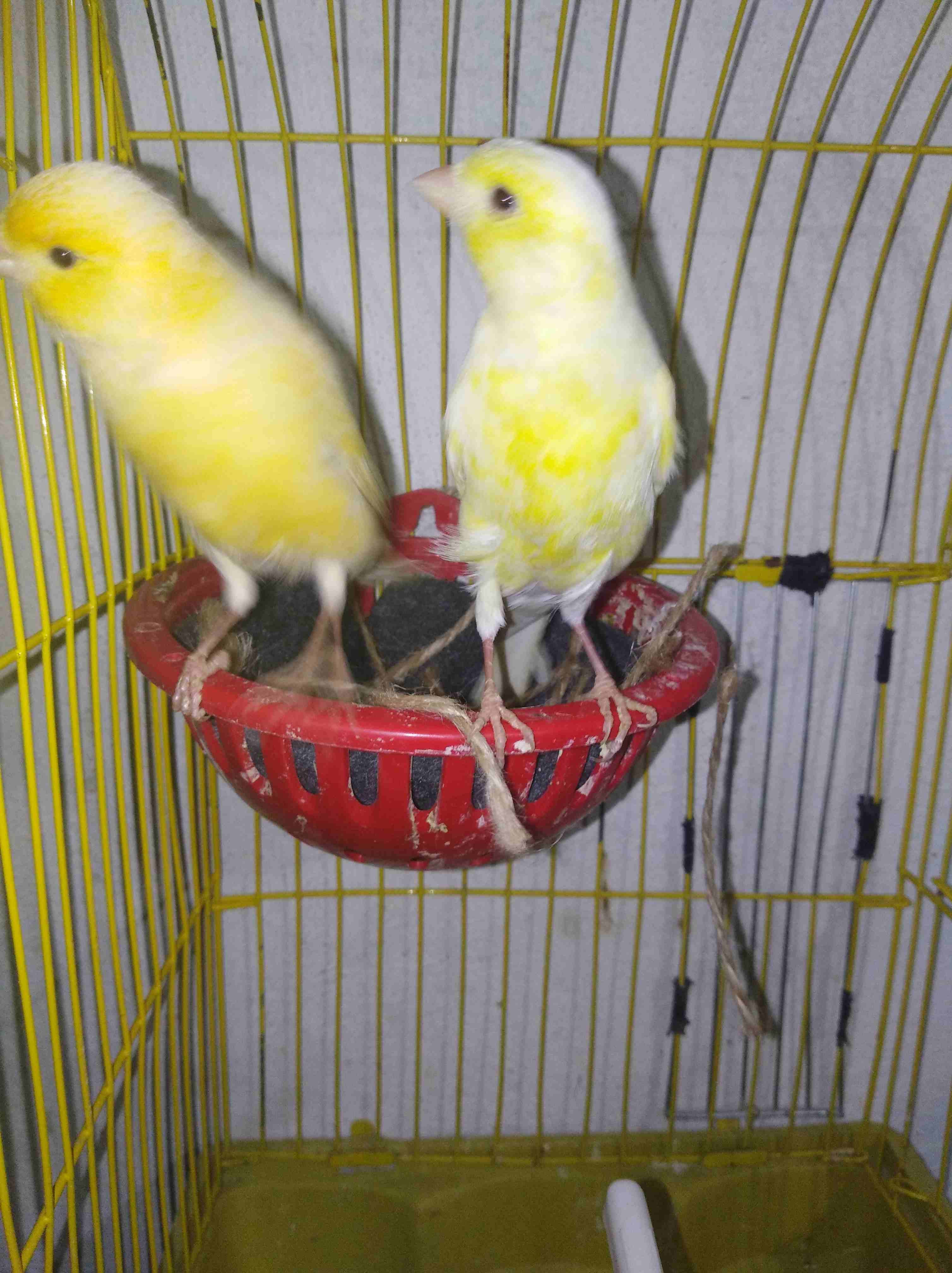 جوز كنارات ليموني صاااااافي حبات طويله جوزشغلات الفحل مغنااا ناااااار وفي فيديو
لا تنسَ أنك شاهدت هذا الإعلان في عنكبوت...