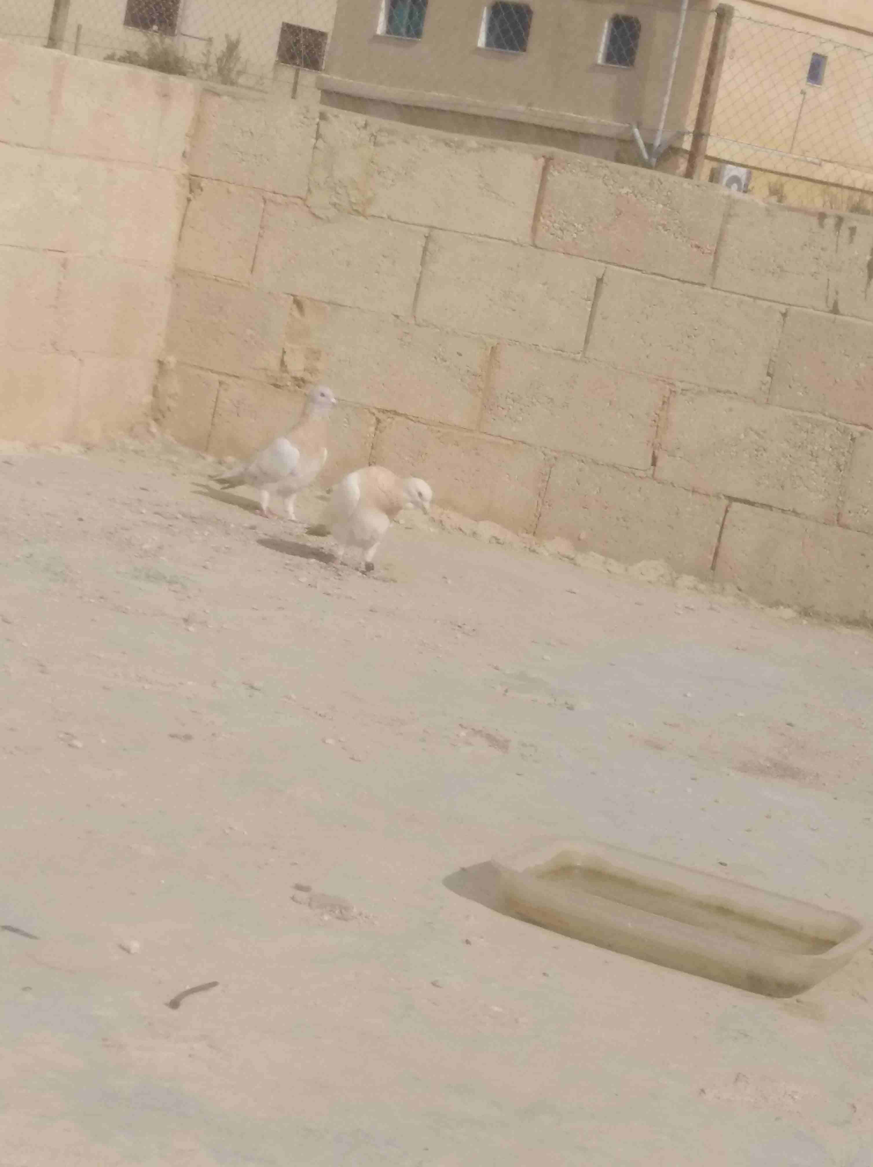 جوز رحانيات للبيع بطردو عبيض
لا تنسَ أنك شاهدت هذا الإعلان في عنكبوت
مادباا ذيبان...