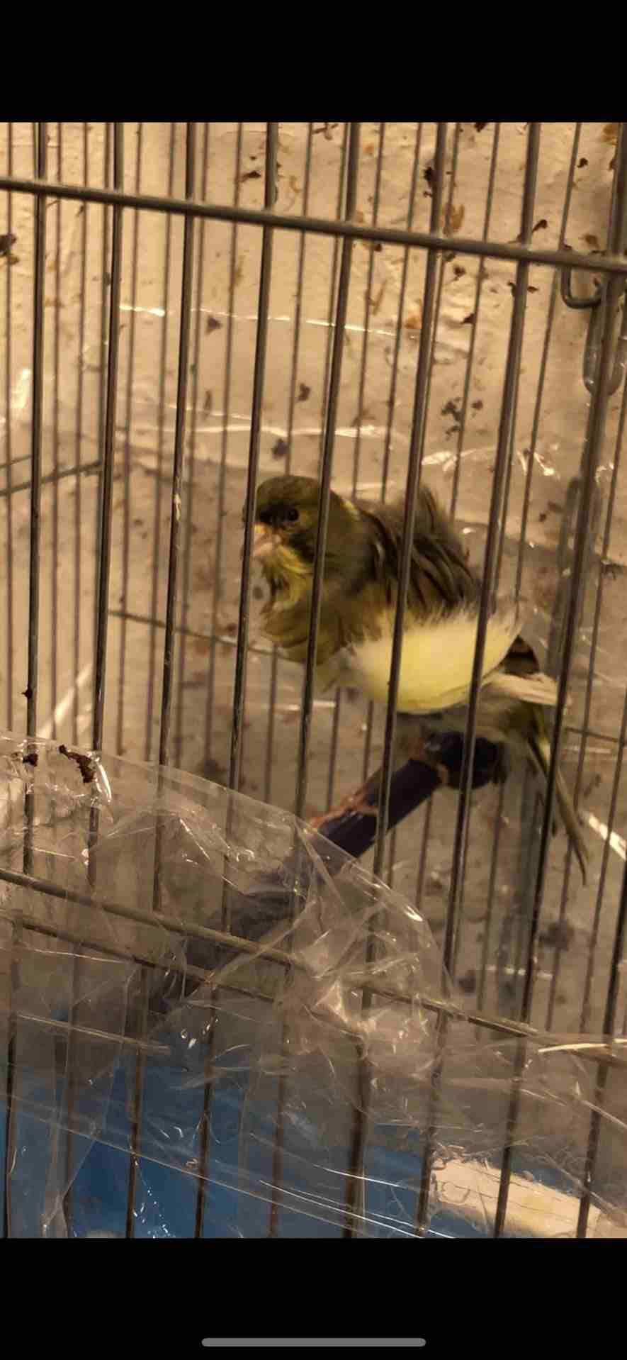 للبيع مع القفص فحل كنار آية من الجمال لون وصحة روعة زي النار في فيديو الو
لا تنسَ أنك شاهدت هذا الإعلان في عنكبوت...