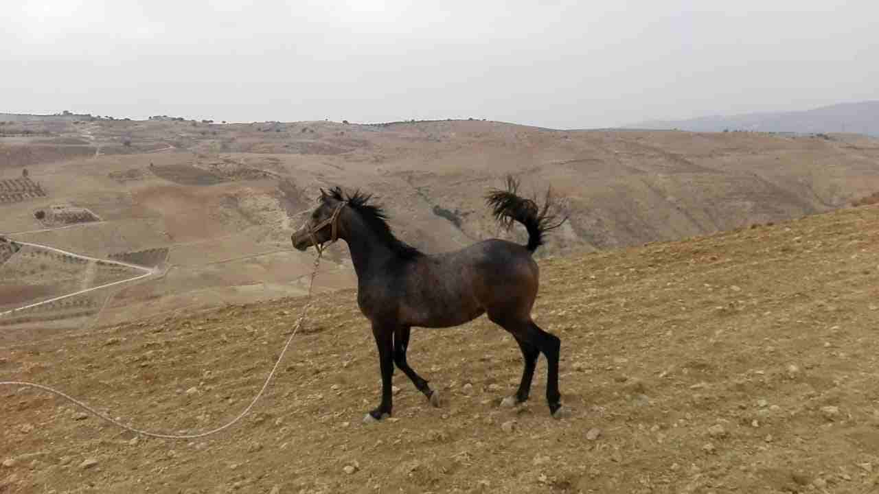 صويلح حي الكماليه
لا تنسَ أنك شاهدت هذا الإعلان في عنكبوت
مهره عربيه العمر سنه و 3شهور
الاستفسا...