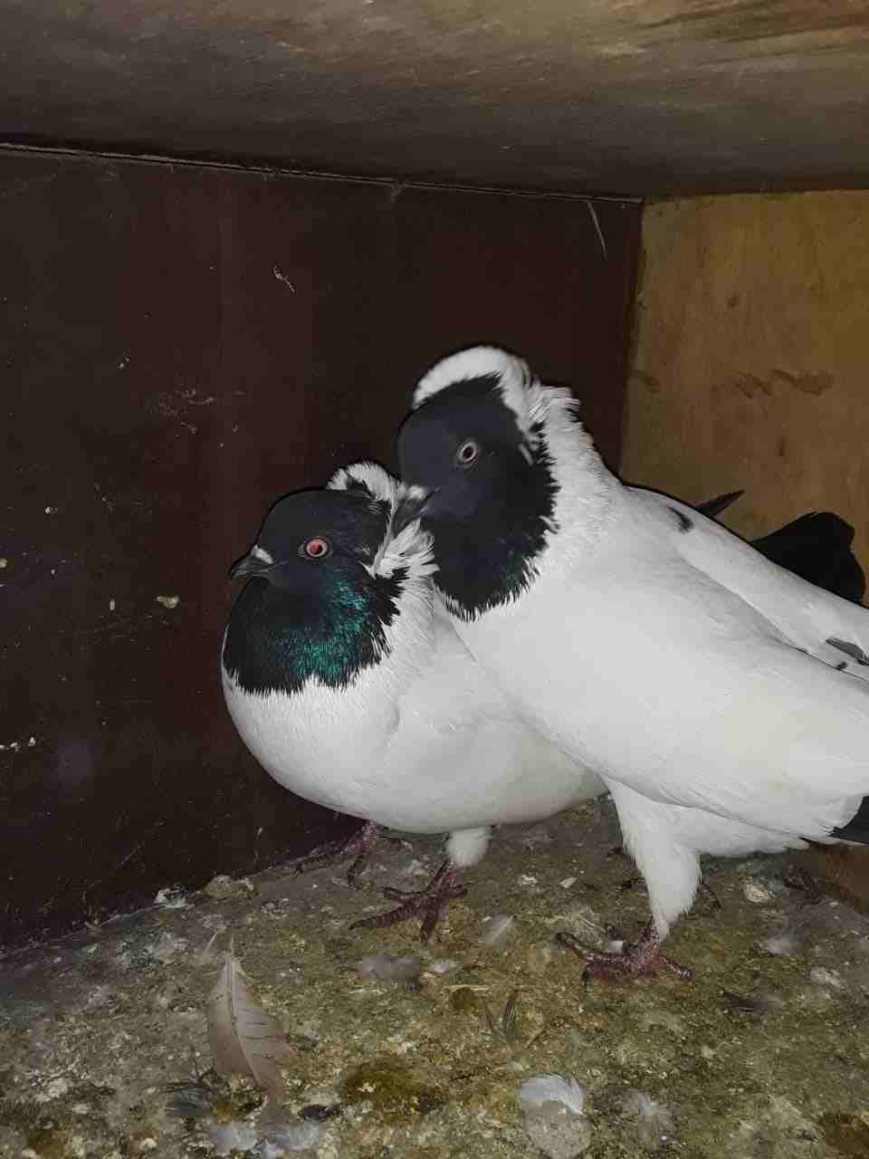جوز شغلات ومحظن بيضهم بدهم يبضو قرقكيه شغلاه اللبيع
لا تنسَ أنك شاهدت هذا الإعلان في عنكبوت
بجبل...