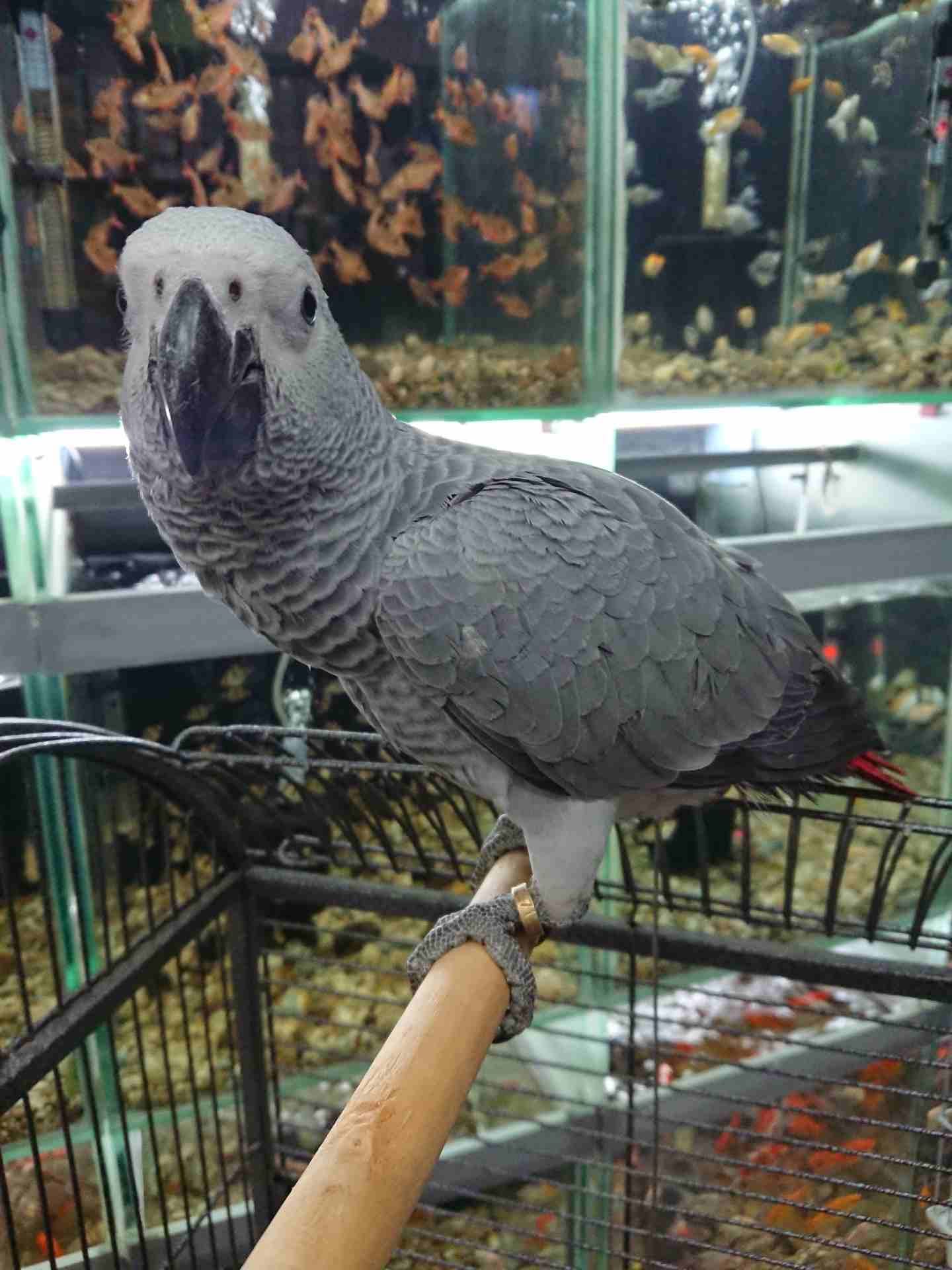 فرخ كاسكو مزارع للمربين الكاسكو فرخ الحلم عين سودة حجل دهبي رأس الطير.
لا تنسَ أنك شاهدت هذا الإعلان في عنكبوت...