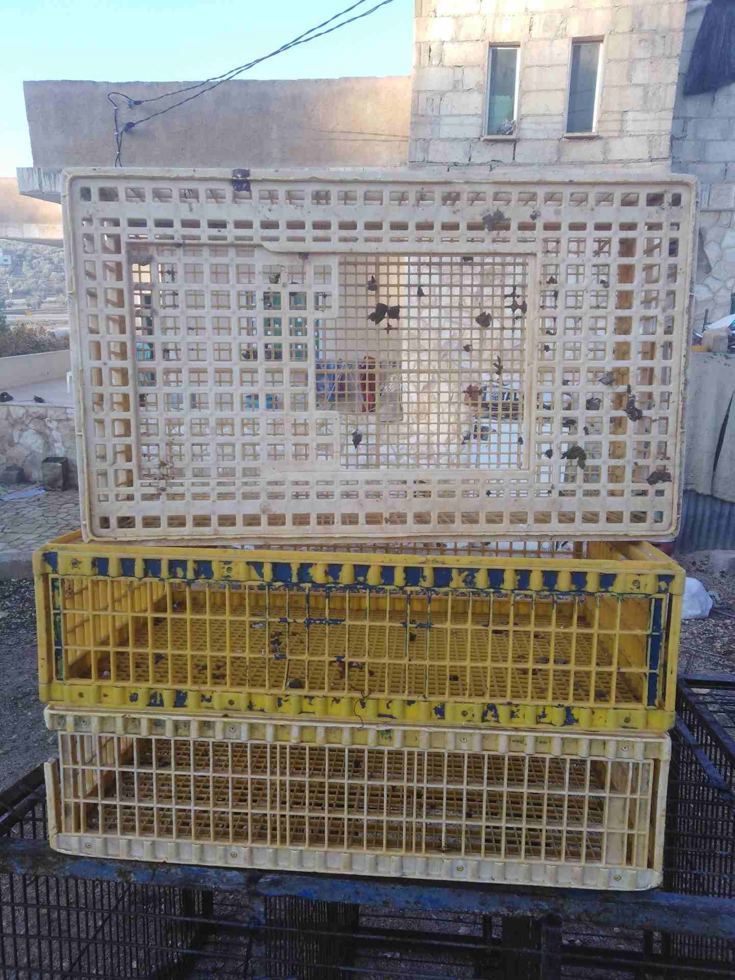 اقفاص دجاج للبيع بحالة جيدة
لا تنسَ أنك شاهدت هذا الإعلان في عنكبوت
3 اقفاص دجاج للبيع...