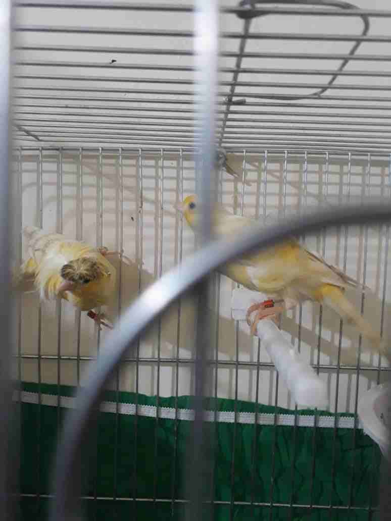 3اجواز كنار مفتلات وفي جوز مكنبرات للبيع بسعر مغري وفي حبه مفتله زيتوني مفتل
لا تنسَ أنك شاهدت هذا الإعلان في عنكبوت...