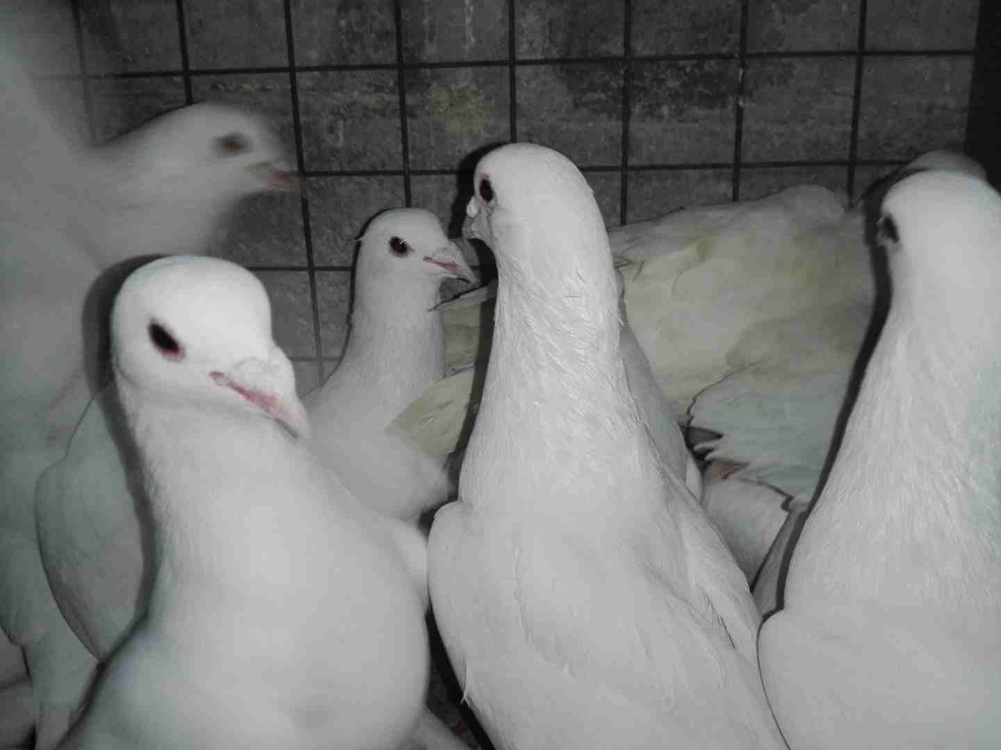 حماااام شقف للبيع
لا تنسَ أنك شاهدت هذا الإعلان في عنكبوت
حمااام للبيع بافضل الاسعار...