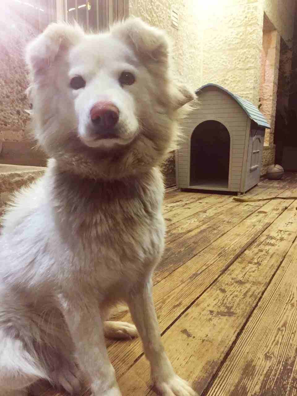 جيرمن شيبرد أبيض كندي
لا تنسَ أنك شاهدت هذا الإعلان في عنكبوت
canadian white german shepherd...