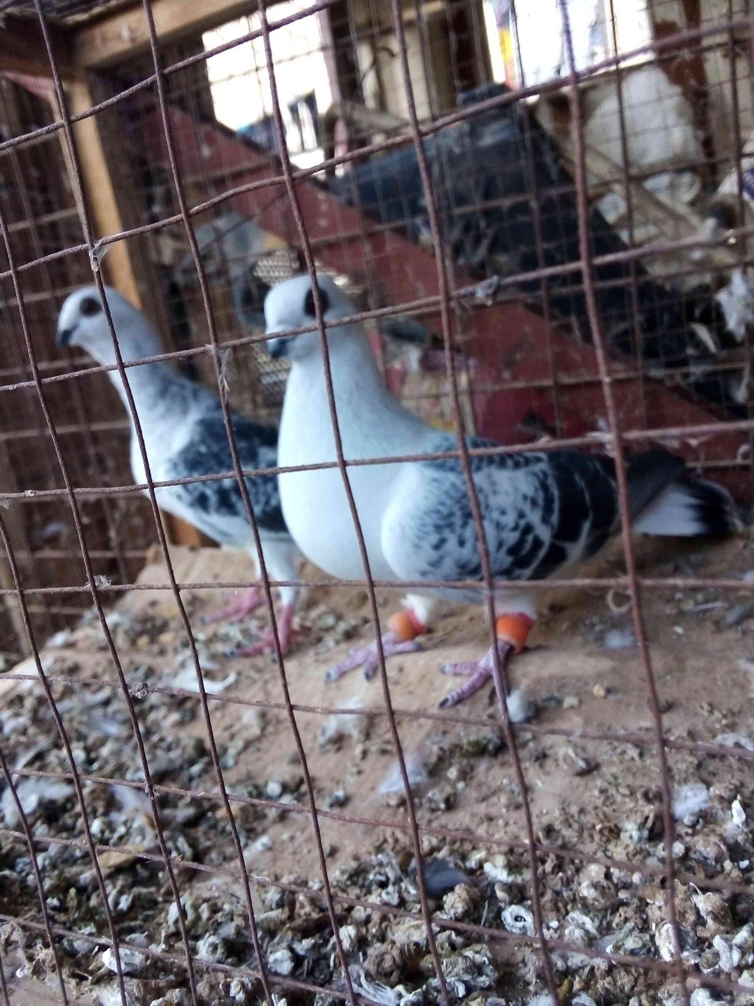 جواز زق شغاللات مخاليف
لا تنسَ أنك شاهدت هذا الإعلان في عنكبوت
سحاب شارع الستين قرب ترخيص جنو...