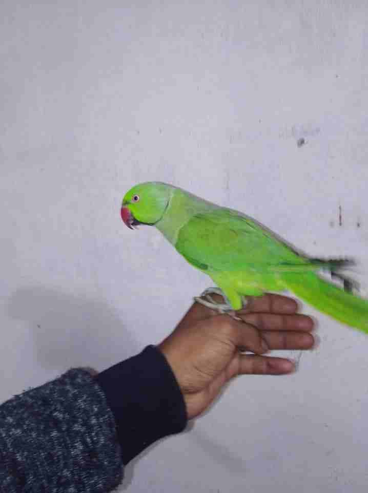 جوز ببغاء دره بلدييييي اليفااااااات وشغلات جوز بحق الله الله يبارك لصحب
لا تنسَ أنك شاهدت هذا الإعلان في عنكبوت...