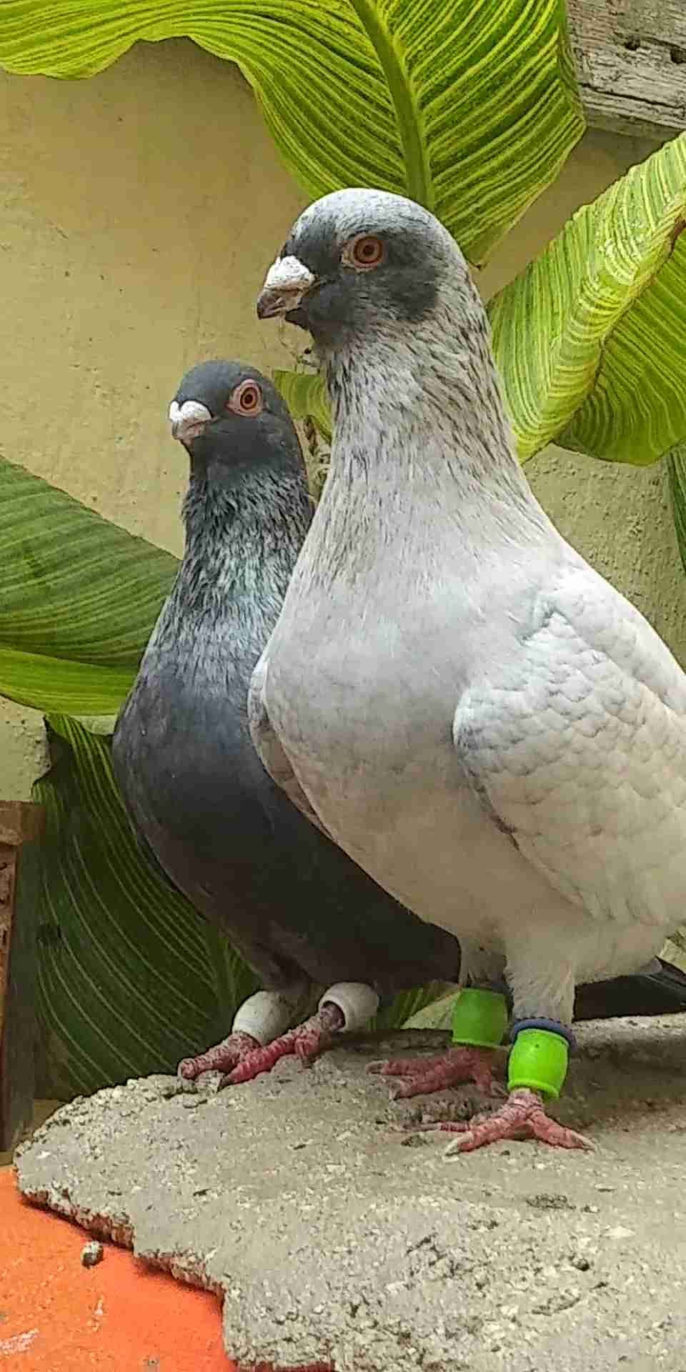 5 جواز شغالات و5 طواير للبيع 0795762012
لا تنسَ أنك شاهدت هذا الإعلان في عنكبوت
1. جوز يهوديا...