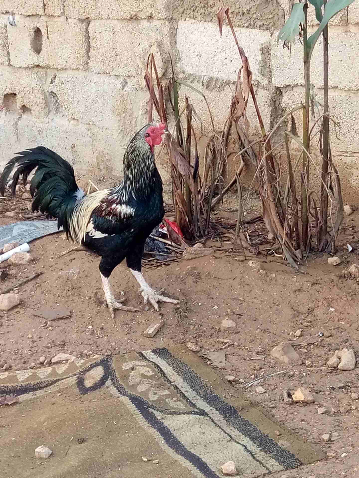 ديك باكستاني
لا تنسَ أنك شاهدت هذا الإعلان في عنكبوت
ديك باكستاني0799492634
رقم المعلن :...