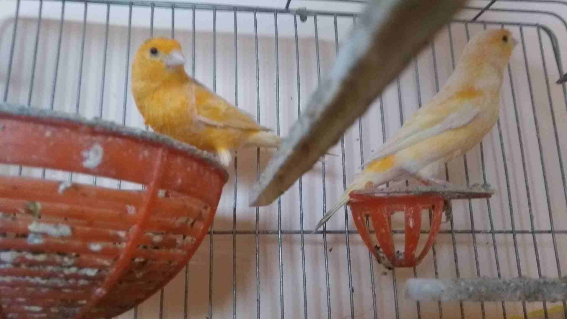 جوز جزري
لا تنسَ أنك شاهدت هذا الإعلان في عنكبوت
فحل جزري زي النار والطيرة بدها شوية دعم وبتشتغل...
