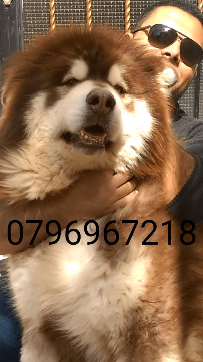 Gaint Alaskan Malamute
لا تنسَ أنك شاهدت هذا الإعلان في عنكبوت
بسم الله ما شاء الله ...
متاح...