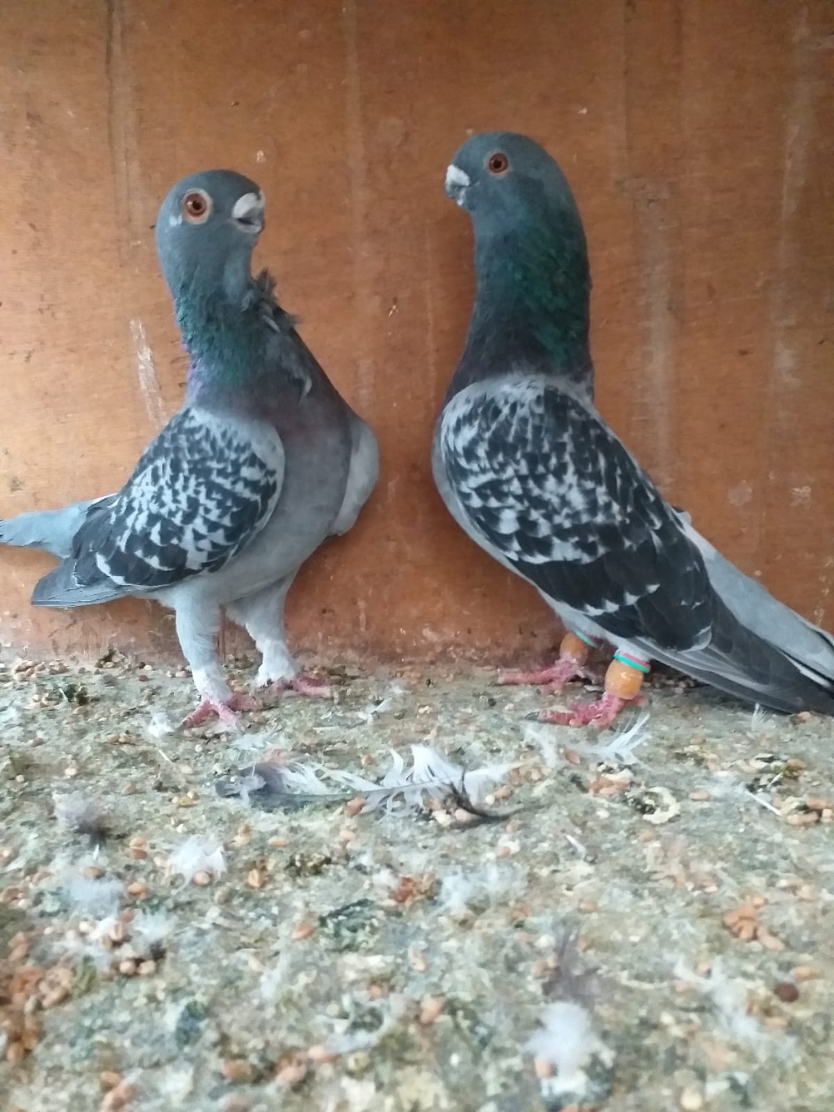 اربع جواز شغالات مكفولات وفحل سيكي فالت لبني
(( 0796842929 )) موجودات بشفا بدرا
لا تنسَ أنك شاهدت هذا الإعلان في عنكبوت...