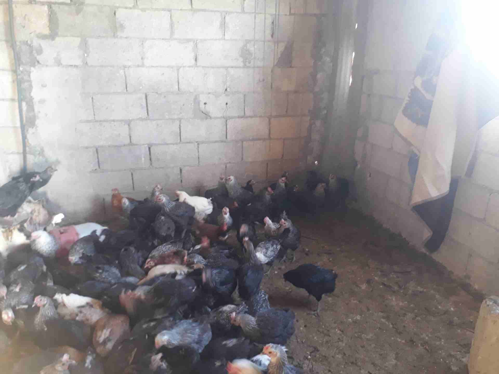 جاج بلدي و فيومي سعر حرق يوجد دجاج بلدي و فيومي سعر تب نضافه عمر الدجاج سنه الكو
لا تنسَ أنك شاهدت هذا الإعلان في عنكبوت...