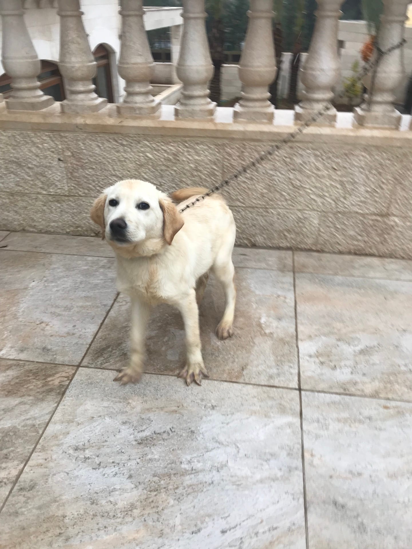 100% pure Labrador Retriever puppy for sale
لا تنسَ أنك شاهدت هذا الإعلان في عنكبوت
6 months...