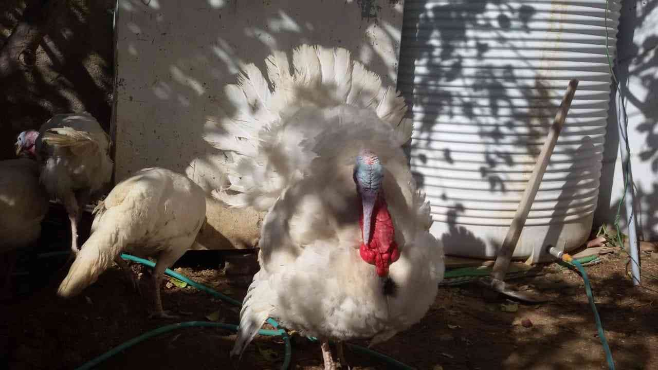 حبش للبيع
لا تنسَ أنك شاهدت هذا الإعلان في عنكبوت
حبش للبيع ذكور تكبيس واناثي بياضه صحه تمام...