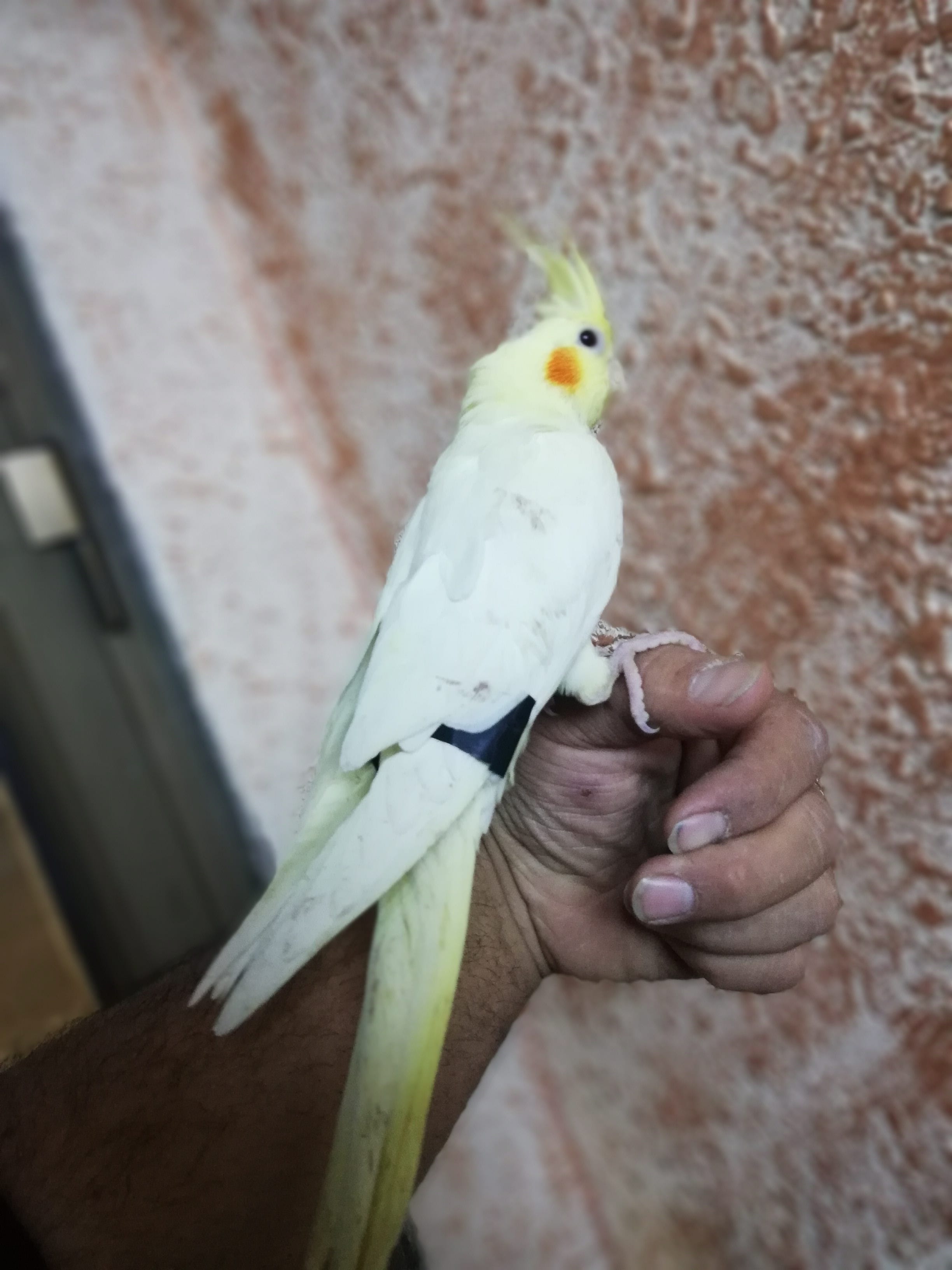 عررررض نااااار حررررق
لا تنسَ أنك شاهدت هذا الإعلان في عنكبوت
كوكتيل لاتينو عين حمرا
اليف جدا...