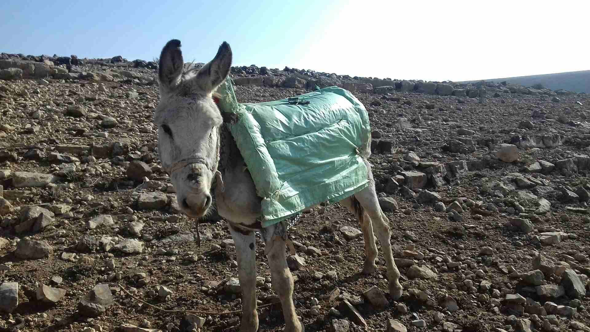 حمار غنم
لا تنسَ أنك شاهدت هذا الإعلان في عنكبوت
لجادين فقط. فقط...