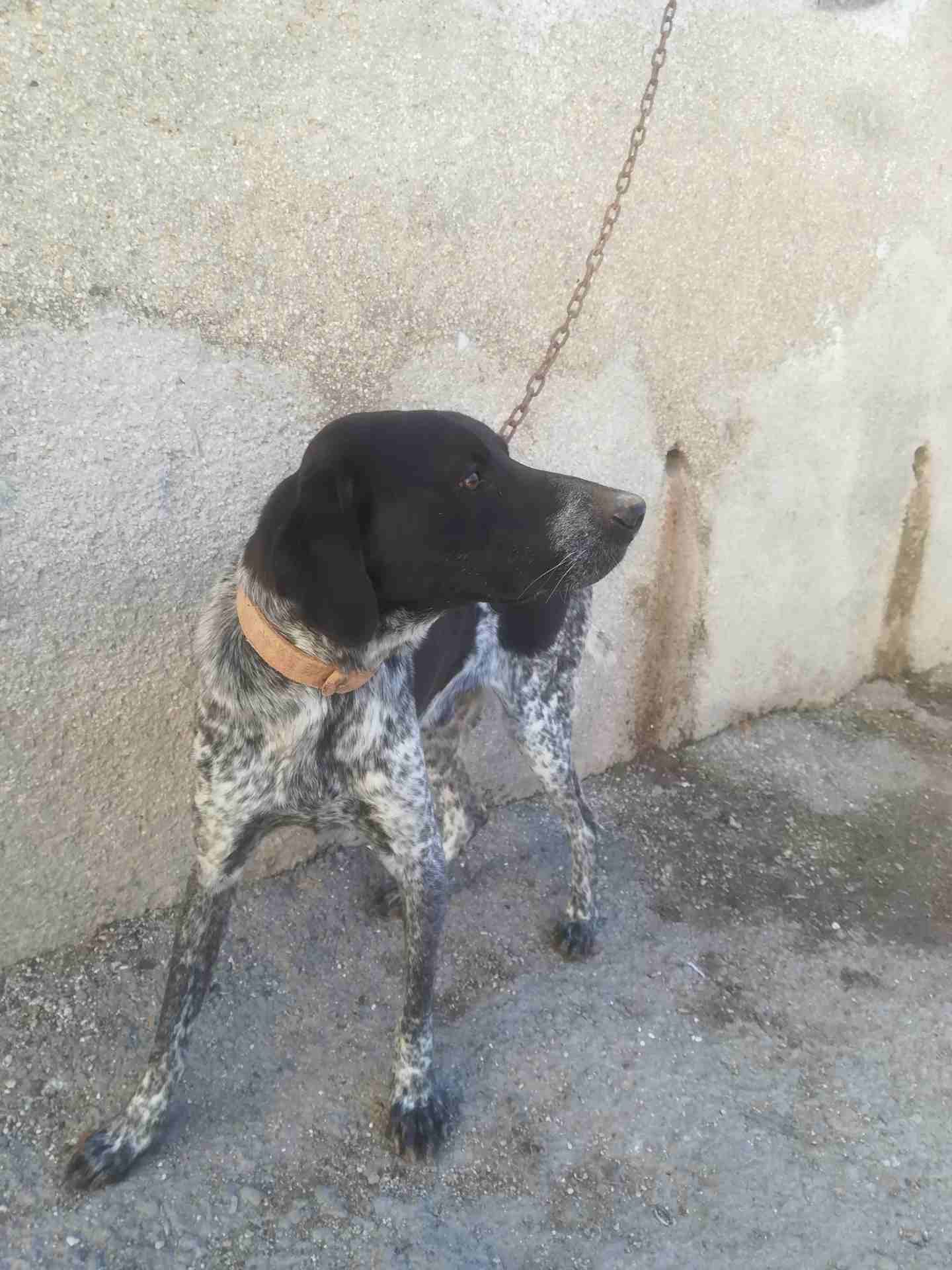 كلب بندوق بونتر
لا تنسَ أنك شاهدت هذا الإعلان في عنكبوت
كلب بندوق بونتر العمر سنه وشهرين غشيم ماخ...