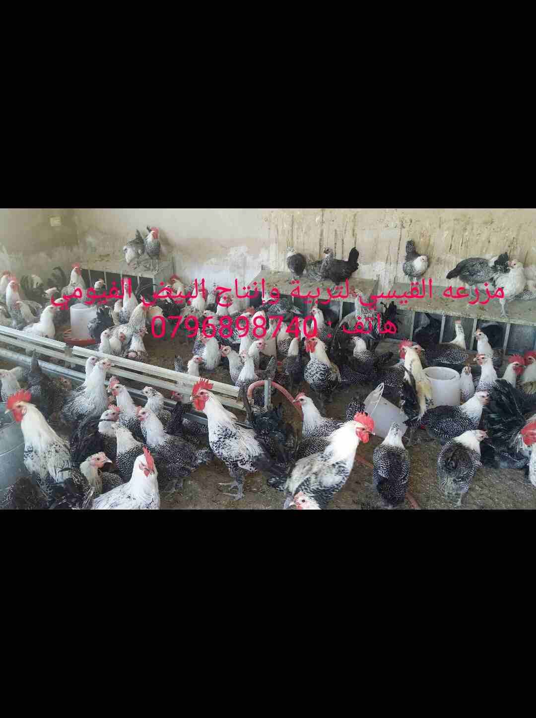 بيض فيومي مخصب من مزرعه القيسي
لا تنسَ أنك شاهدت هذا الإعلان في عنكبوت
متوفر بإذن الله بيض دجاج ف...