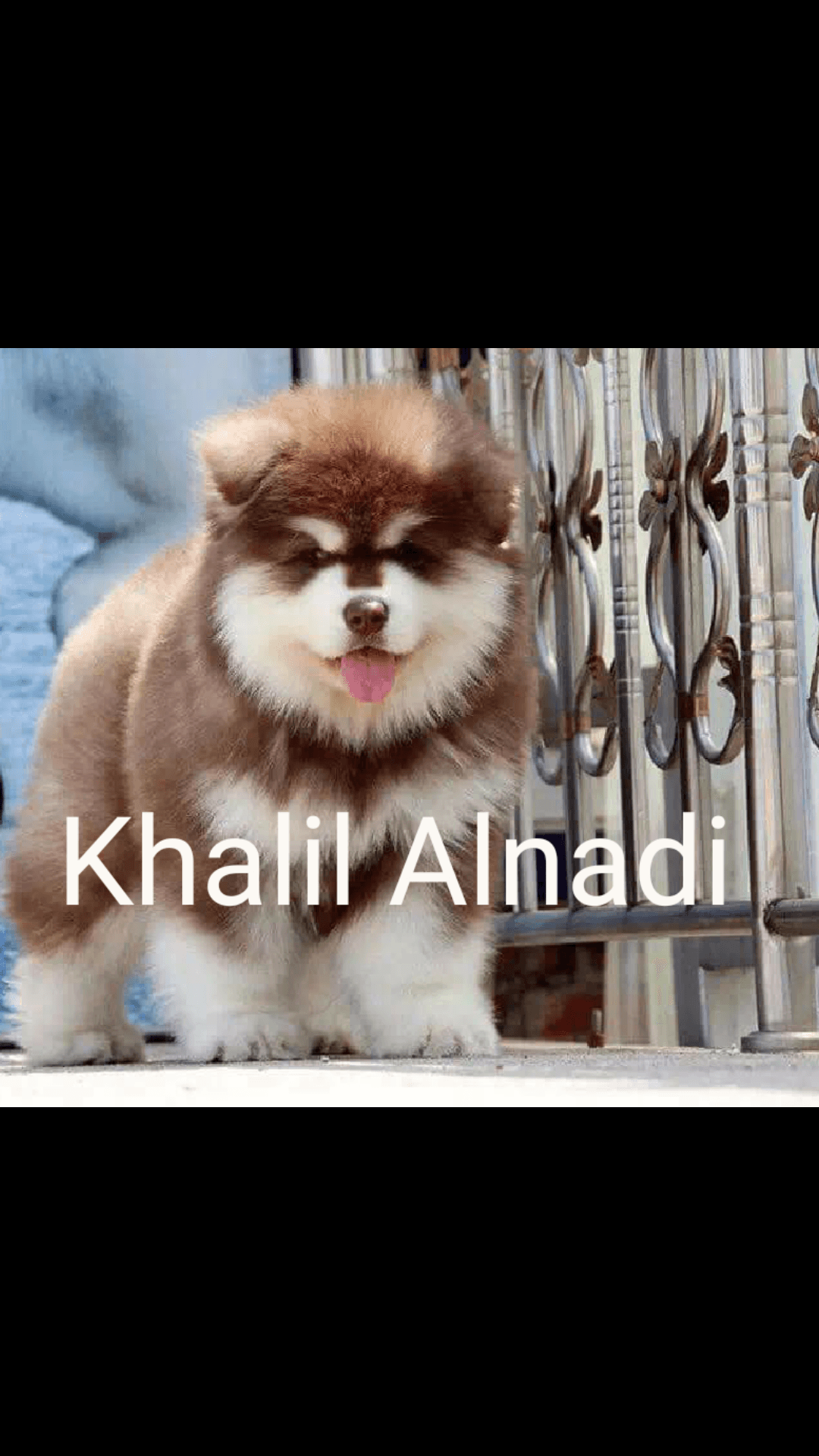 Gaint Alaskan Malamute
لا تنسَ أنك شاهدت هذا الإعلان في عنكبوت
بسم الله ما شاء الله ...
متاح...
