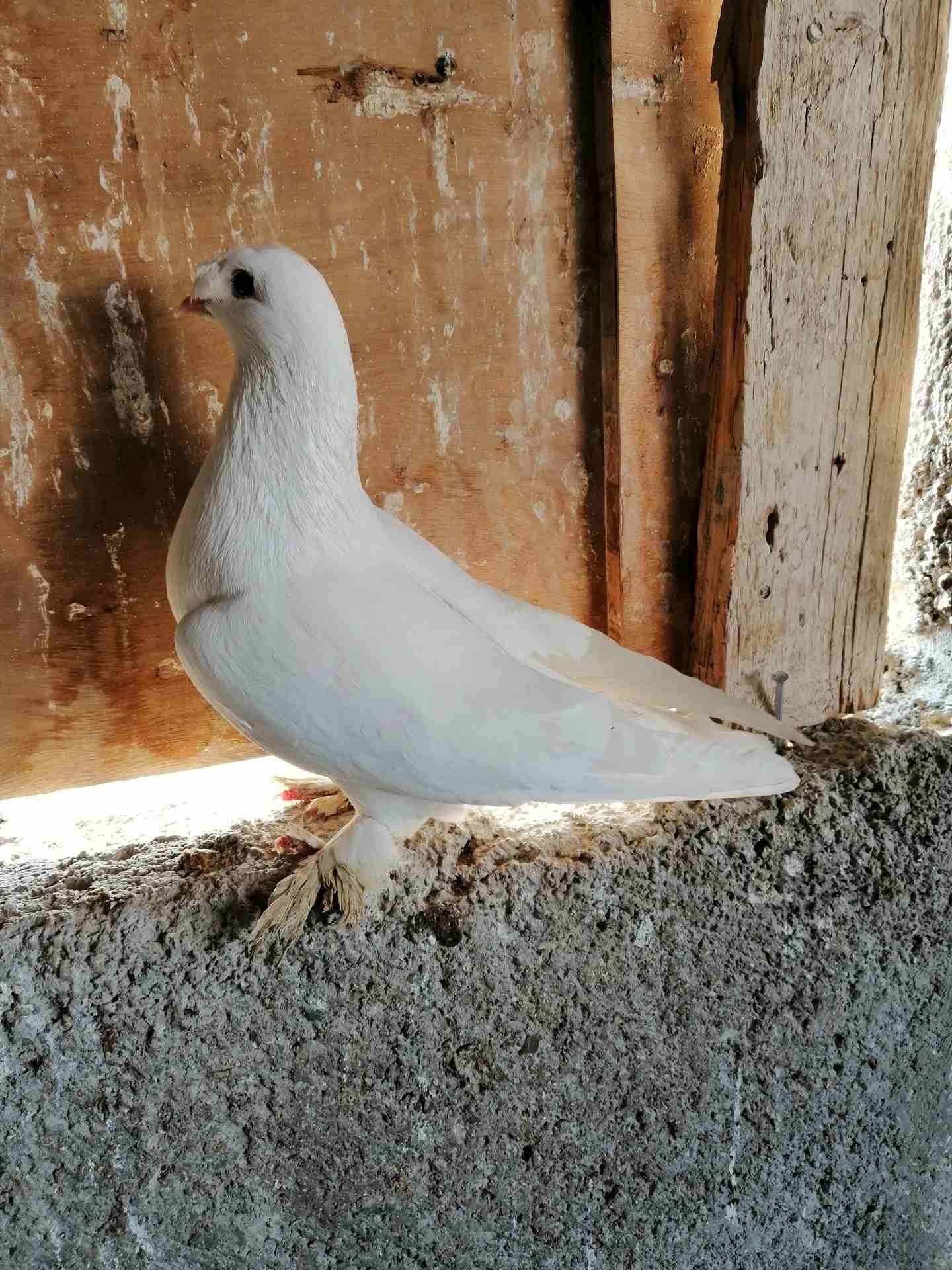 فحل مخلف ومخلص طير حمام نخب النخب موجود في الزرقاء
لا تنسَ أنك شاهدت هذا الإعلان في عنكبوت
مكاوي...