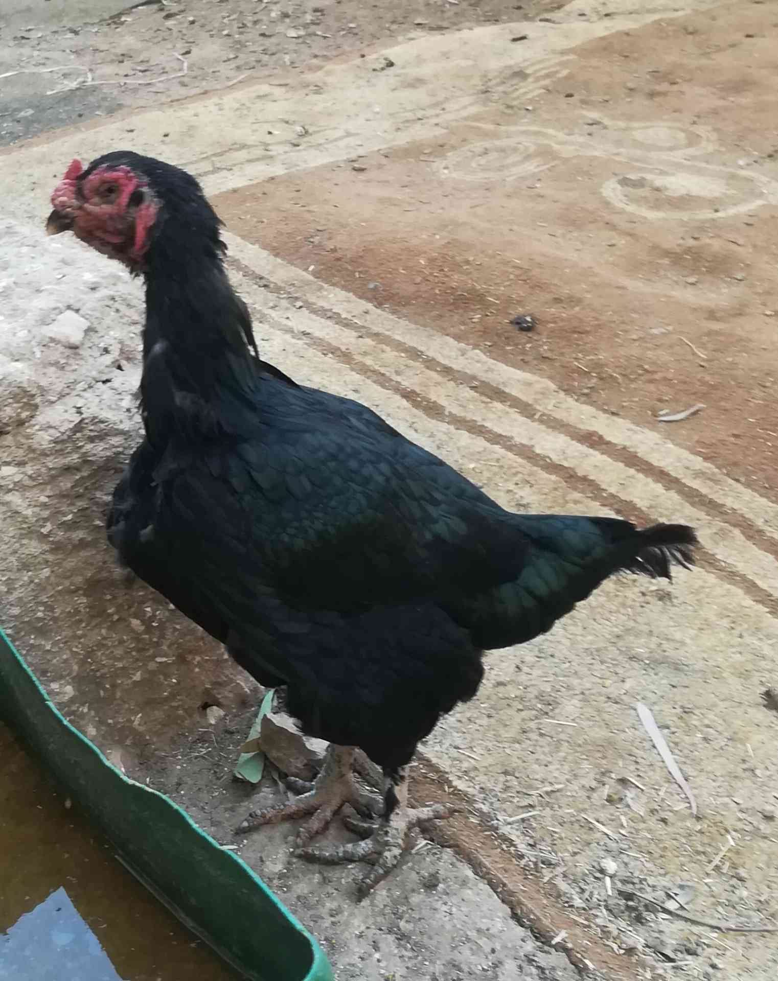 طقم باكستاني جاجتين وديك ما شاء الله عليهم
لا تنسَ أنك شاهدت هذا الإعلان في عنكبوت
للبيع او ل...