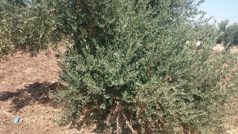 ارض 3400متر في جنوب مادبا في بلدة لب
لا تنسَ أنك شاهدت هذا الإعلان في عنكبوت
مزرعتين --كف وتر...